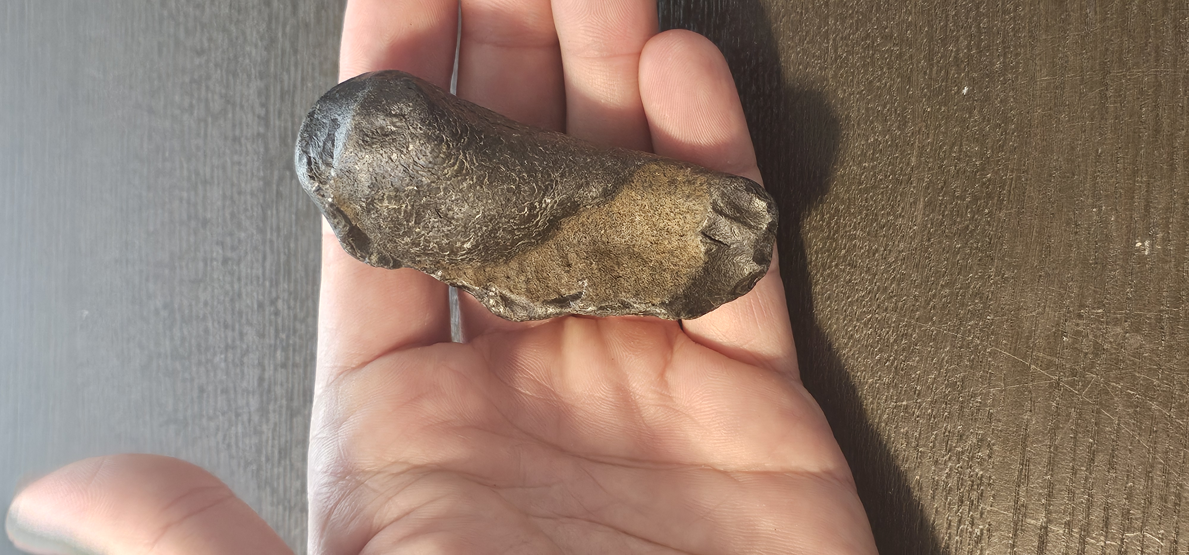 Fossil Whale Ear Bone