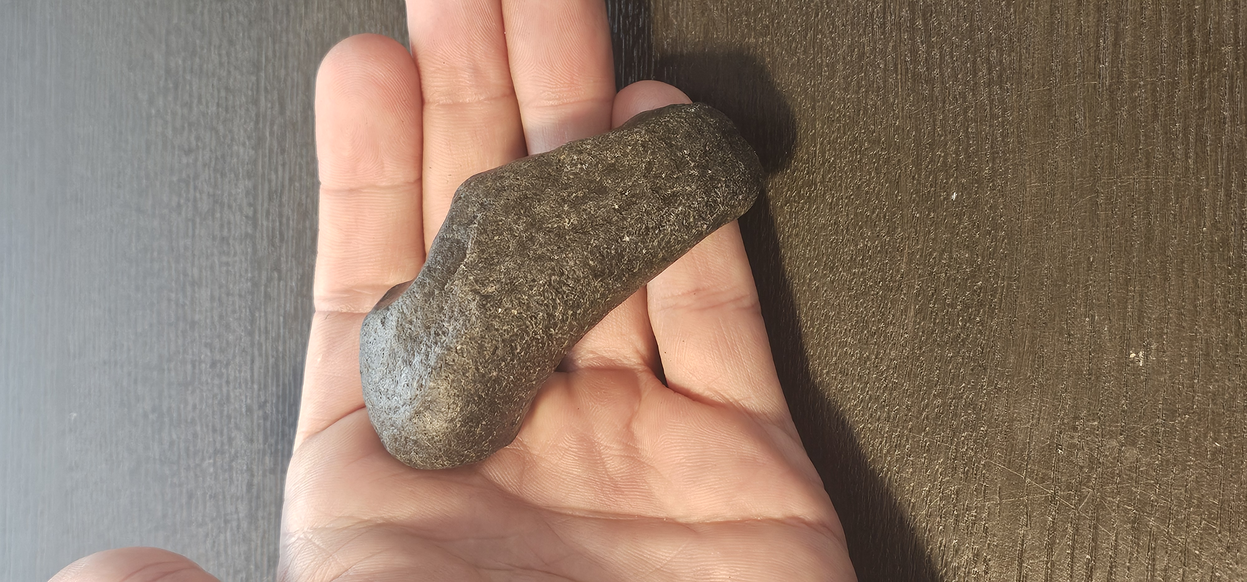 Fossil Whale Ear Bone