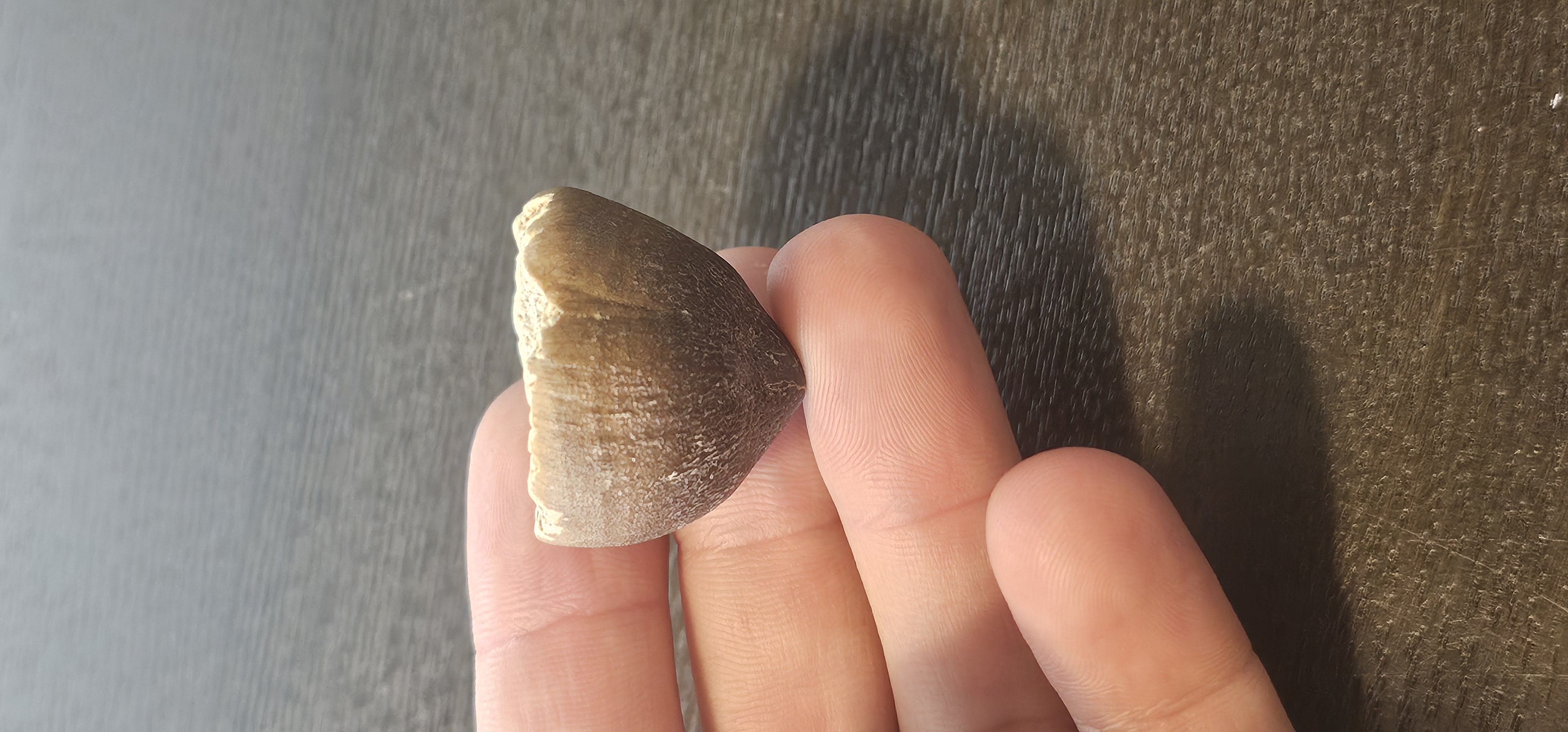 Globidens Crushing Tooth (Morocco) 