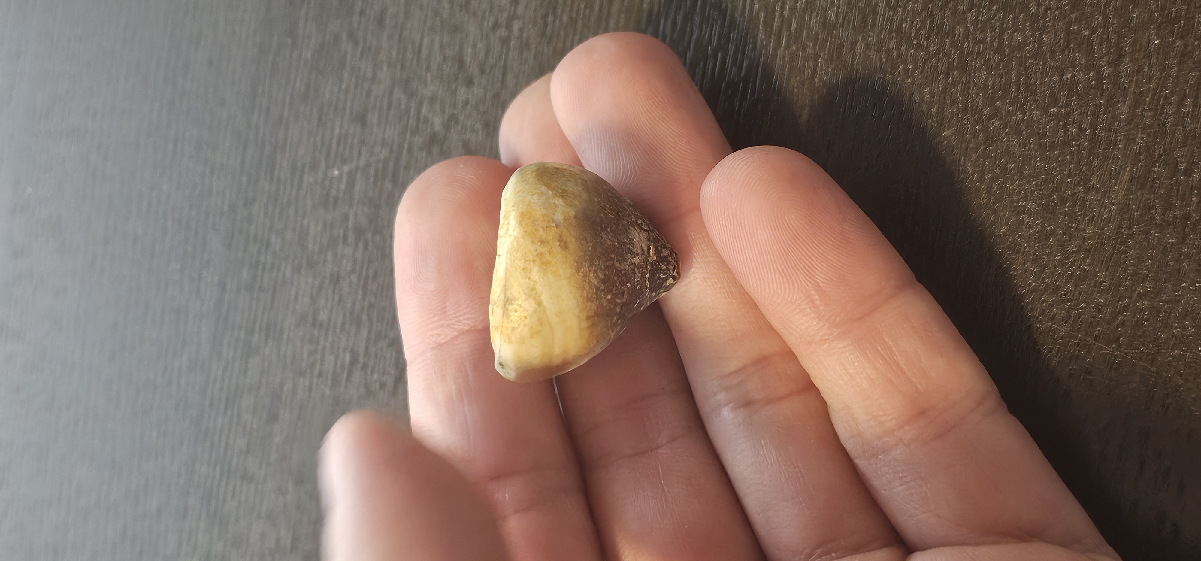 Globidens Crushing Tooth (Morocco) 