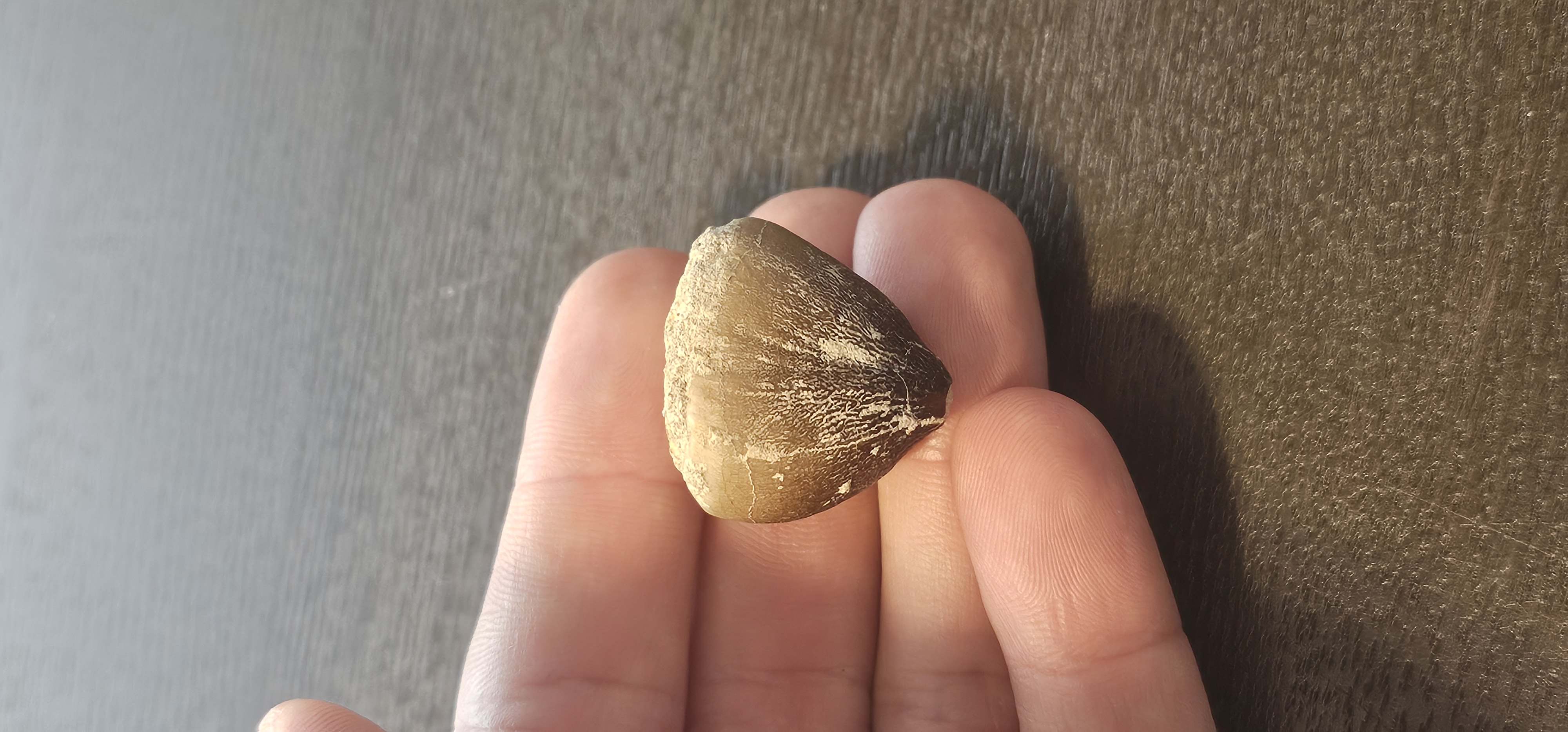 Globidens Crushing Tooth (Morocco) 