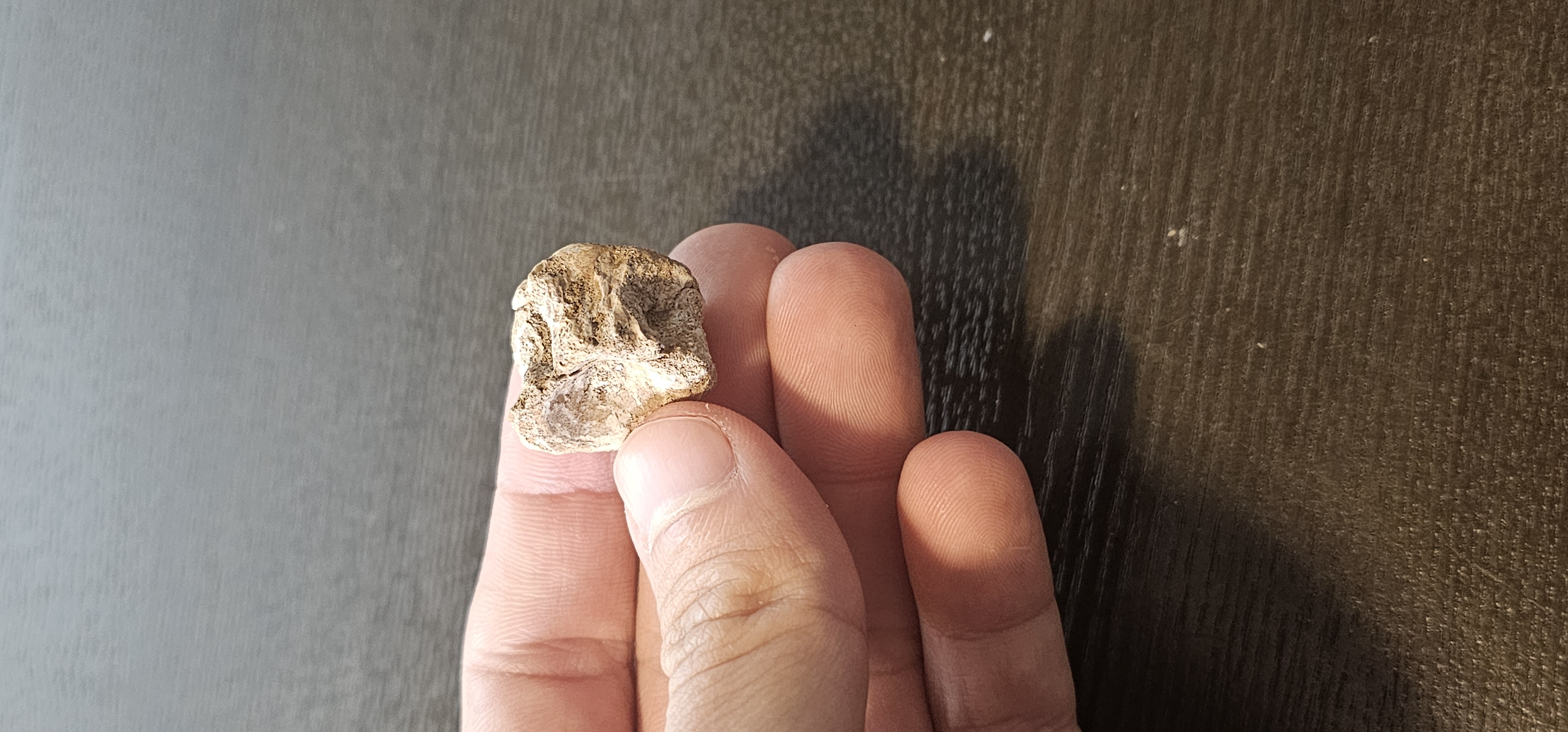 Mosasaurus Tail Vertebrae 
