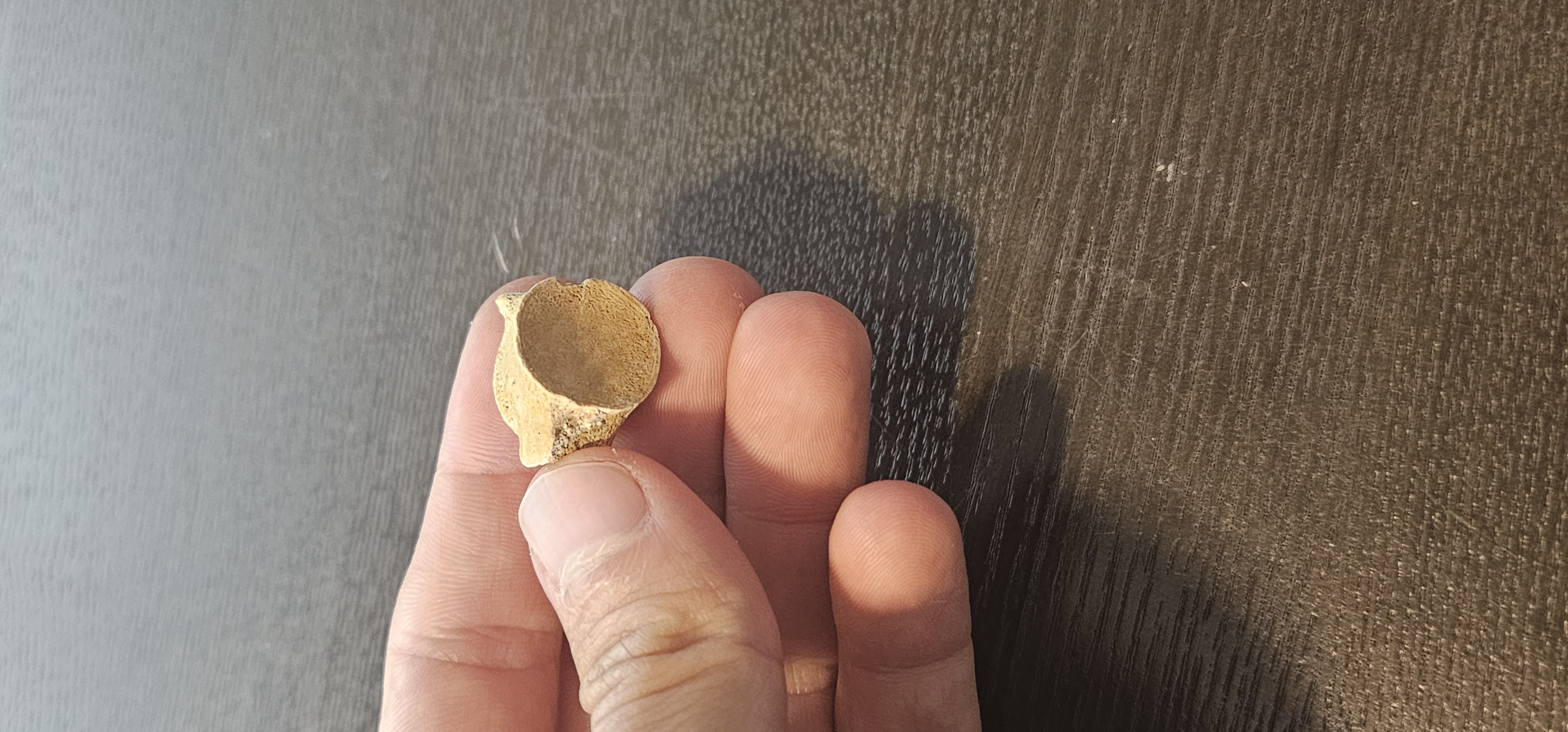 Mosasaurus Tail Vertebrae 