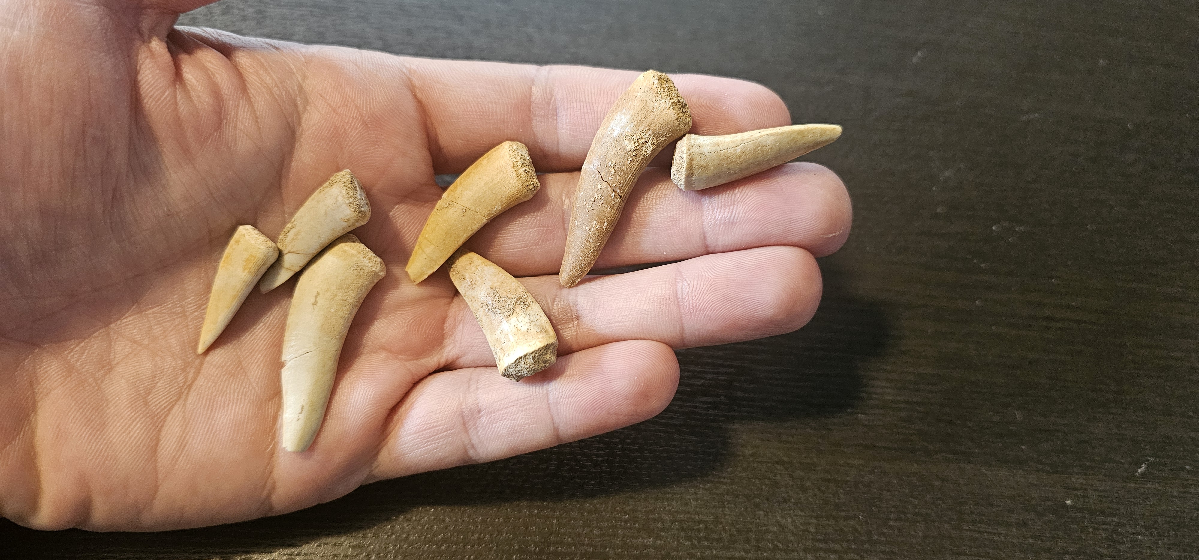 Enchodus Fossil Tooth