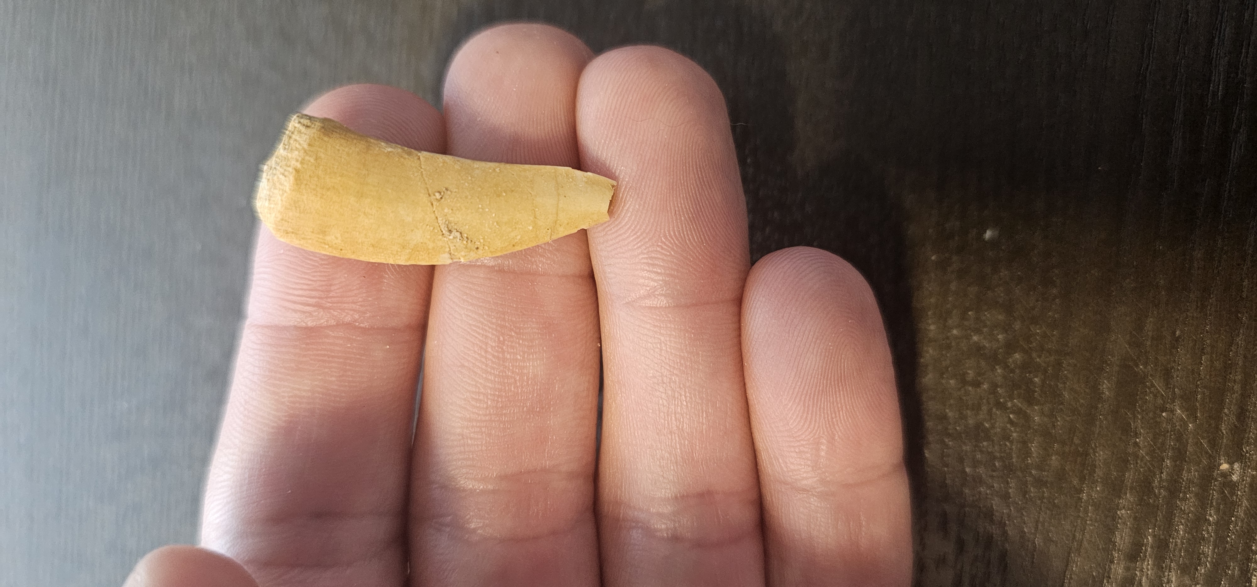 Enchodus Fossil Tooth