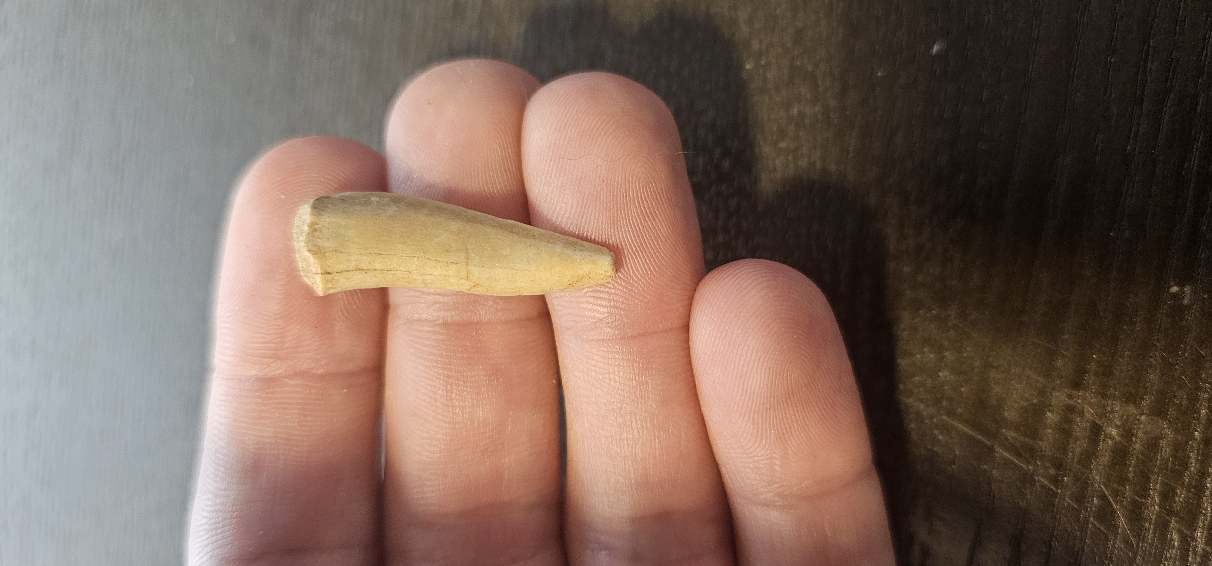 Enchodus Fossil Tooth