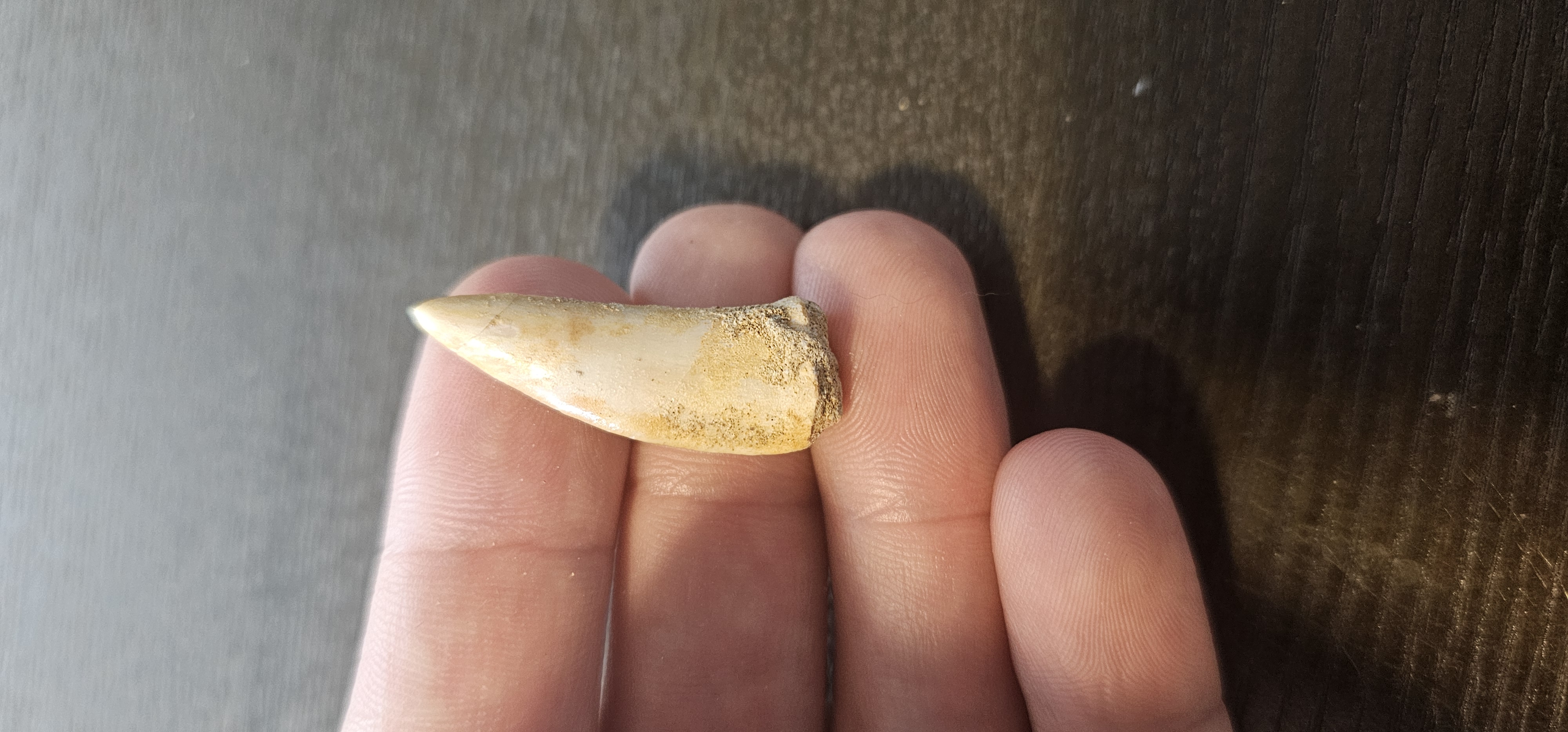 Enchodus Fossil Tooth