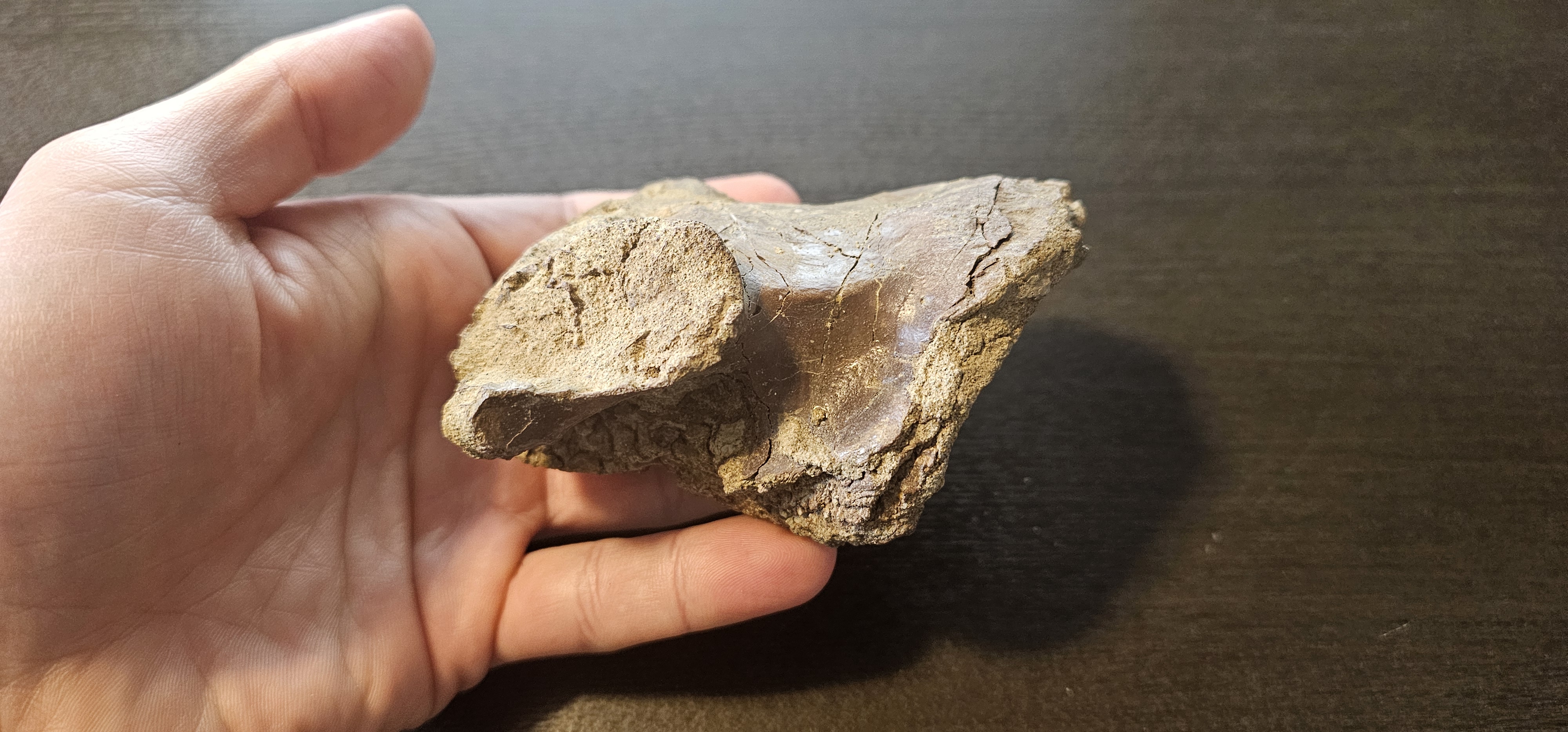 Struthiomimus Caudal Vertebra