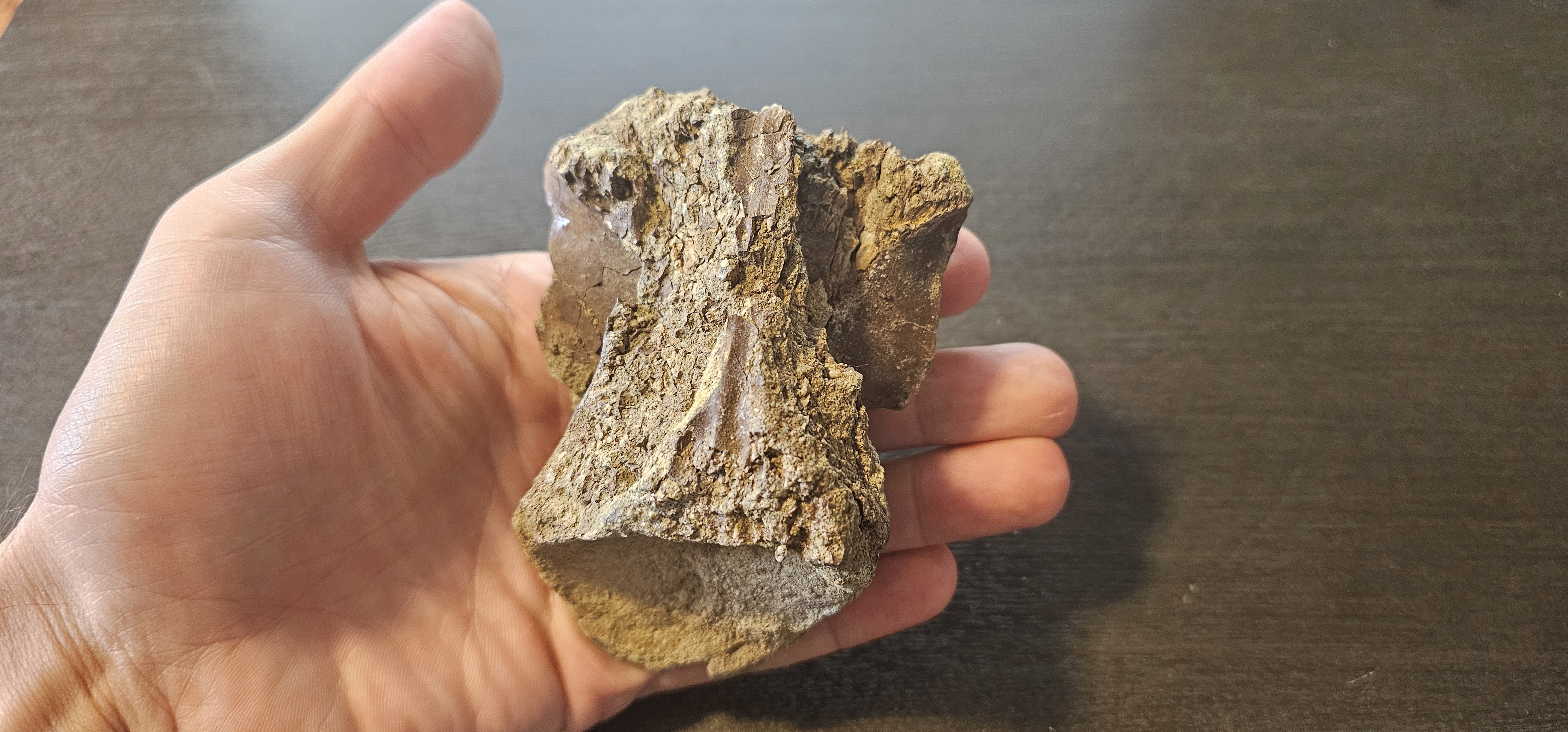 Struthiomimus Caudal Vertebra