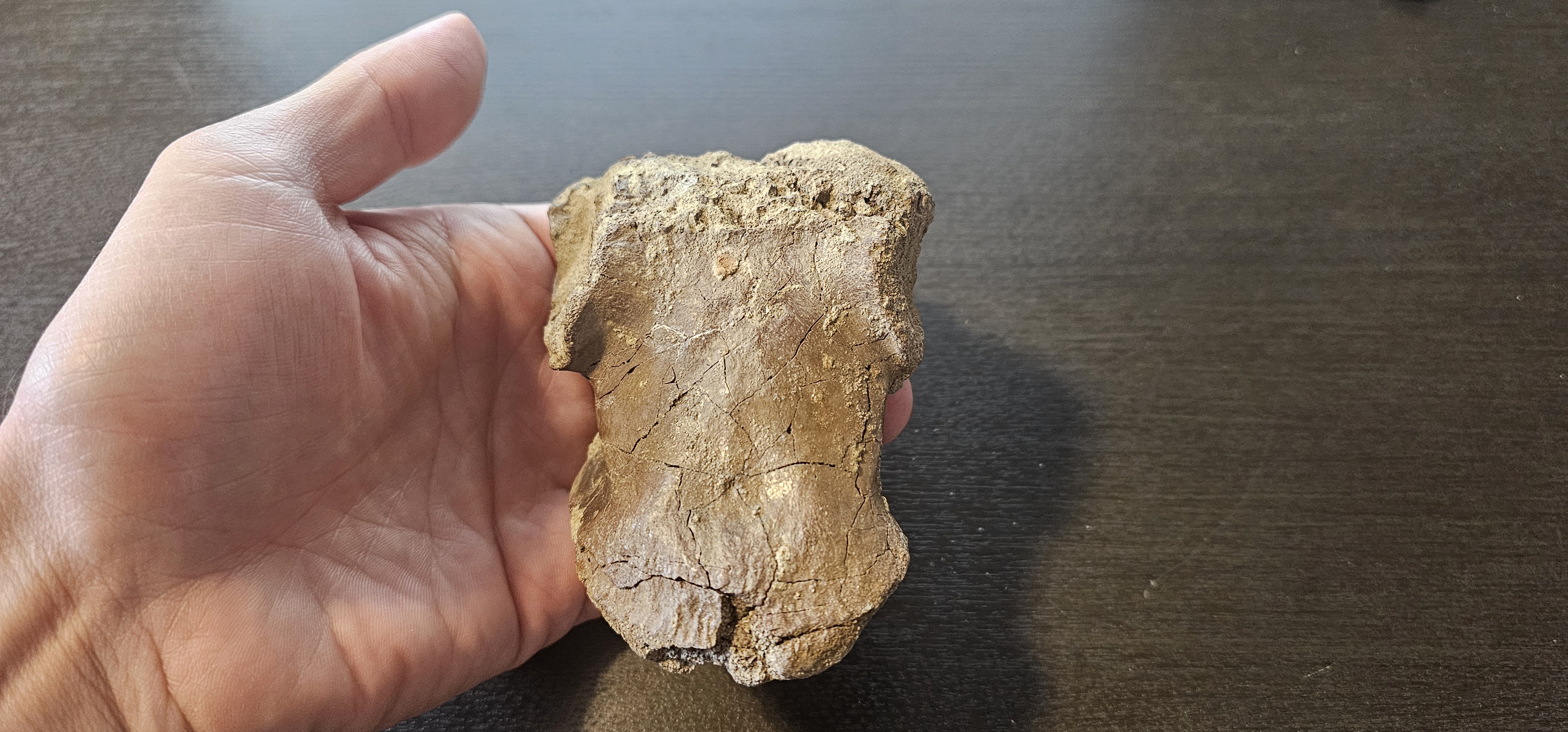 Struthiomimus Caudal Vertebra