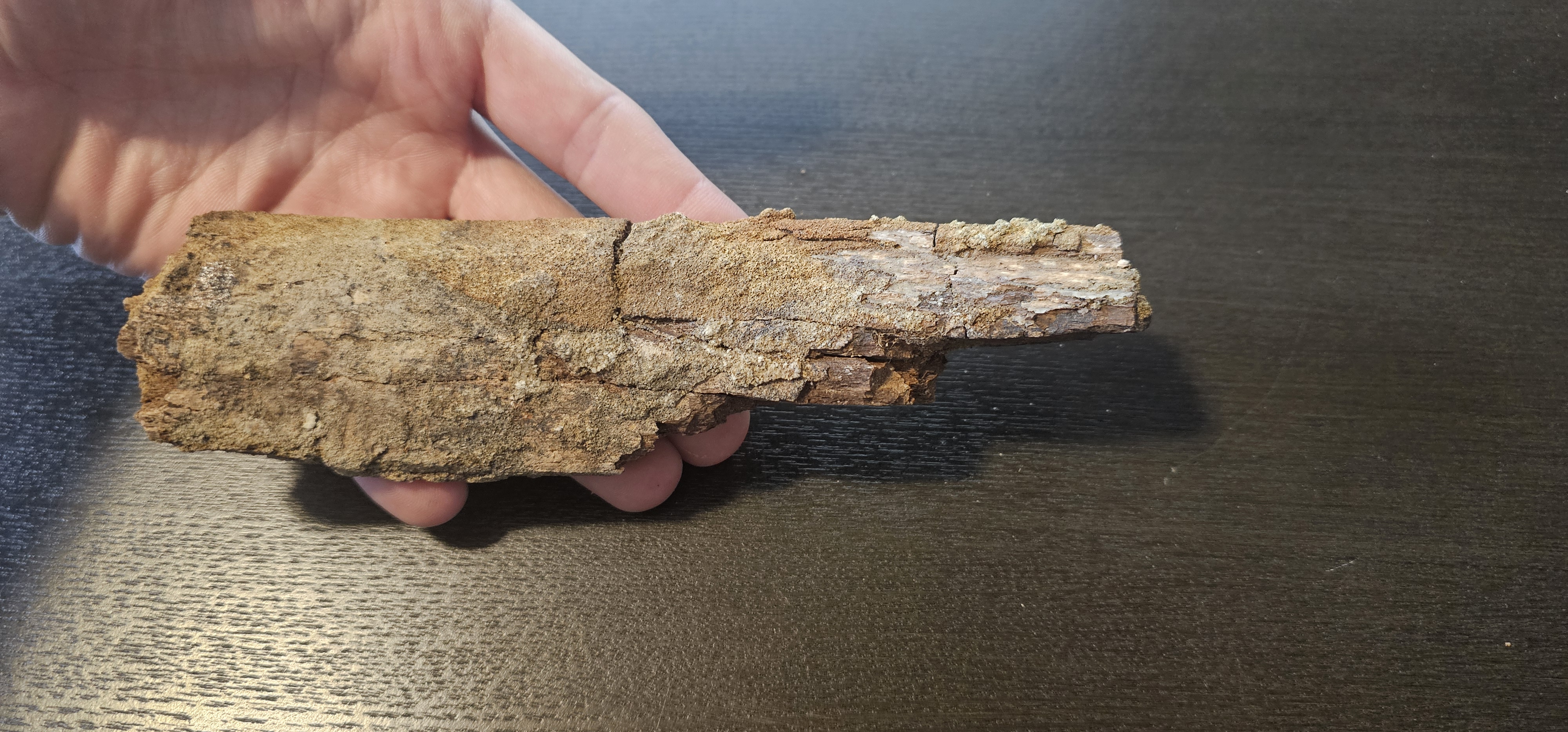 Tyrannosaurus Rex Partial Rib