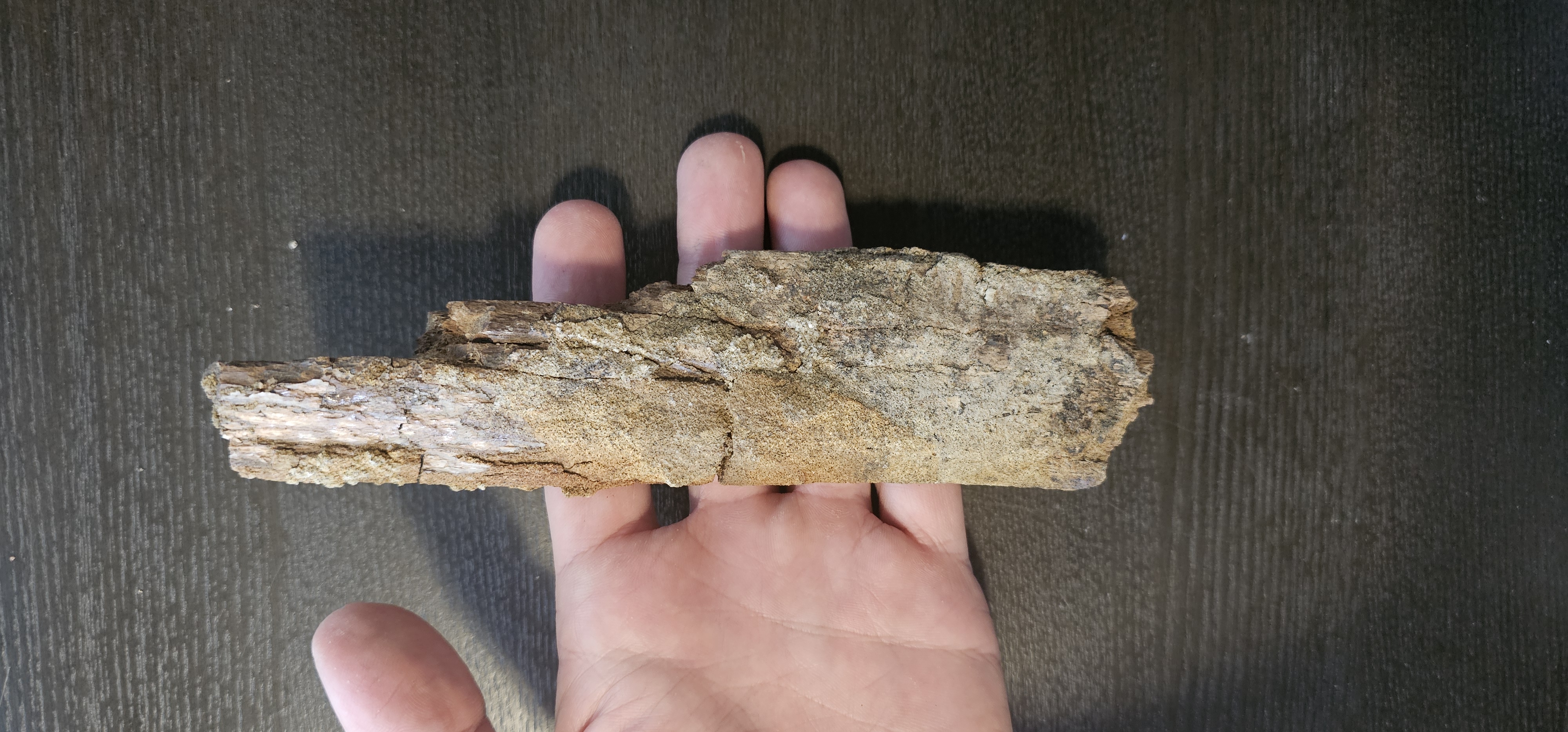 Tyrannosaurus Rex Partial Rib