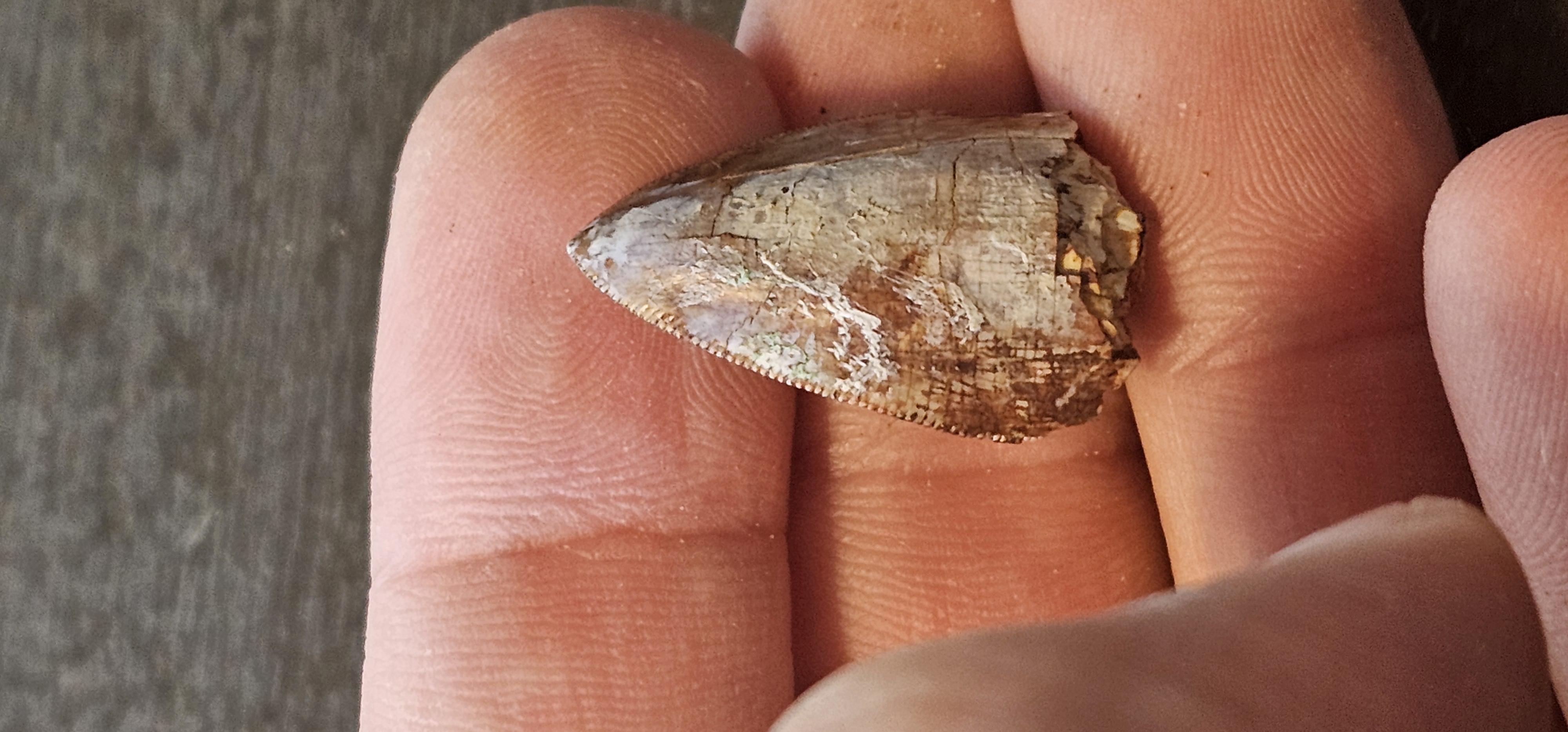 Dimetrodon Tooth (Texas) 