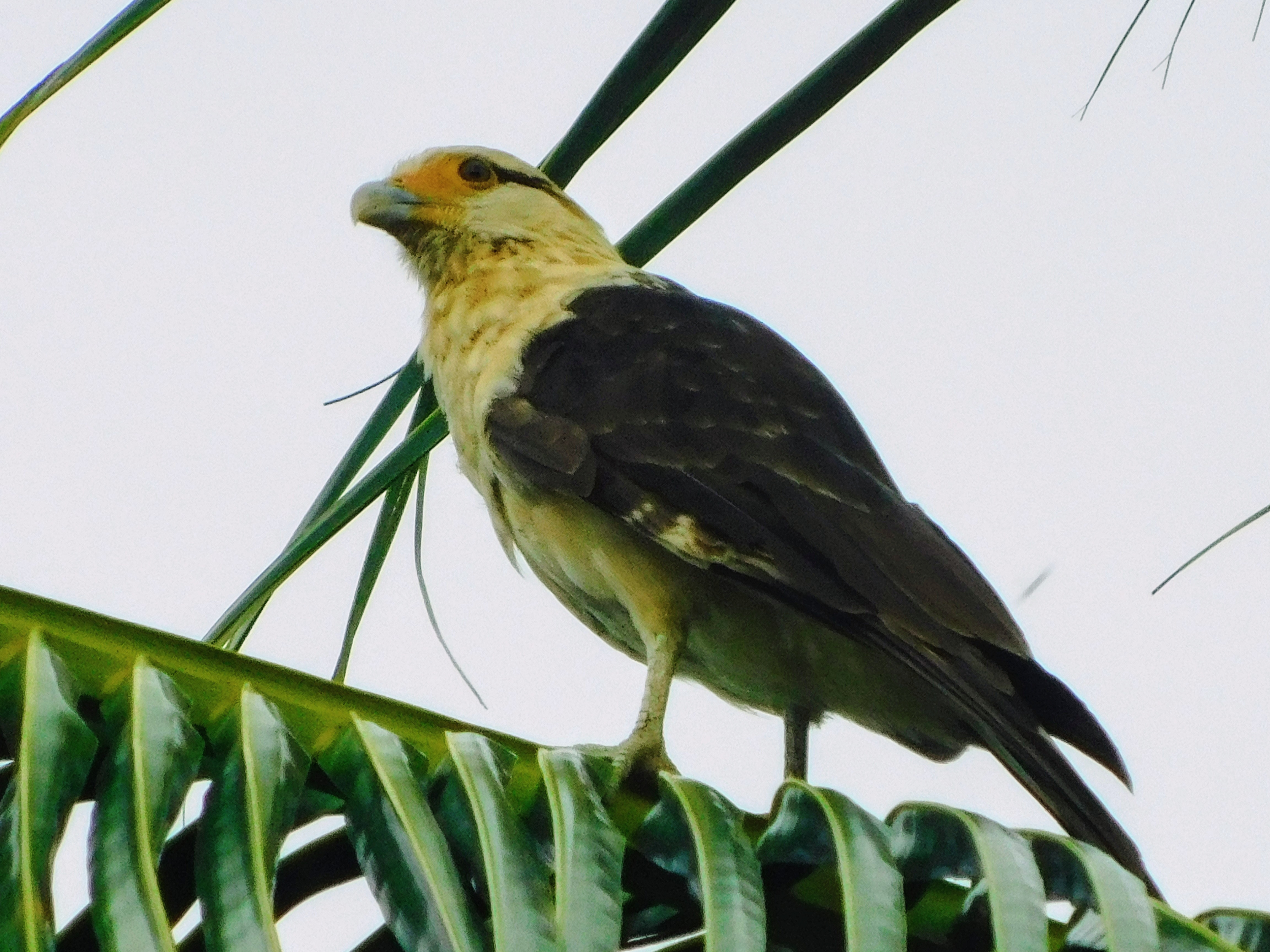 One day Birdwatching Tour