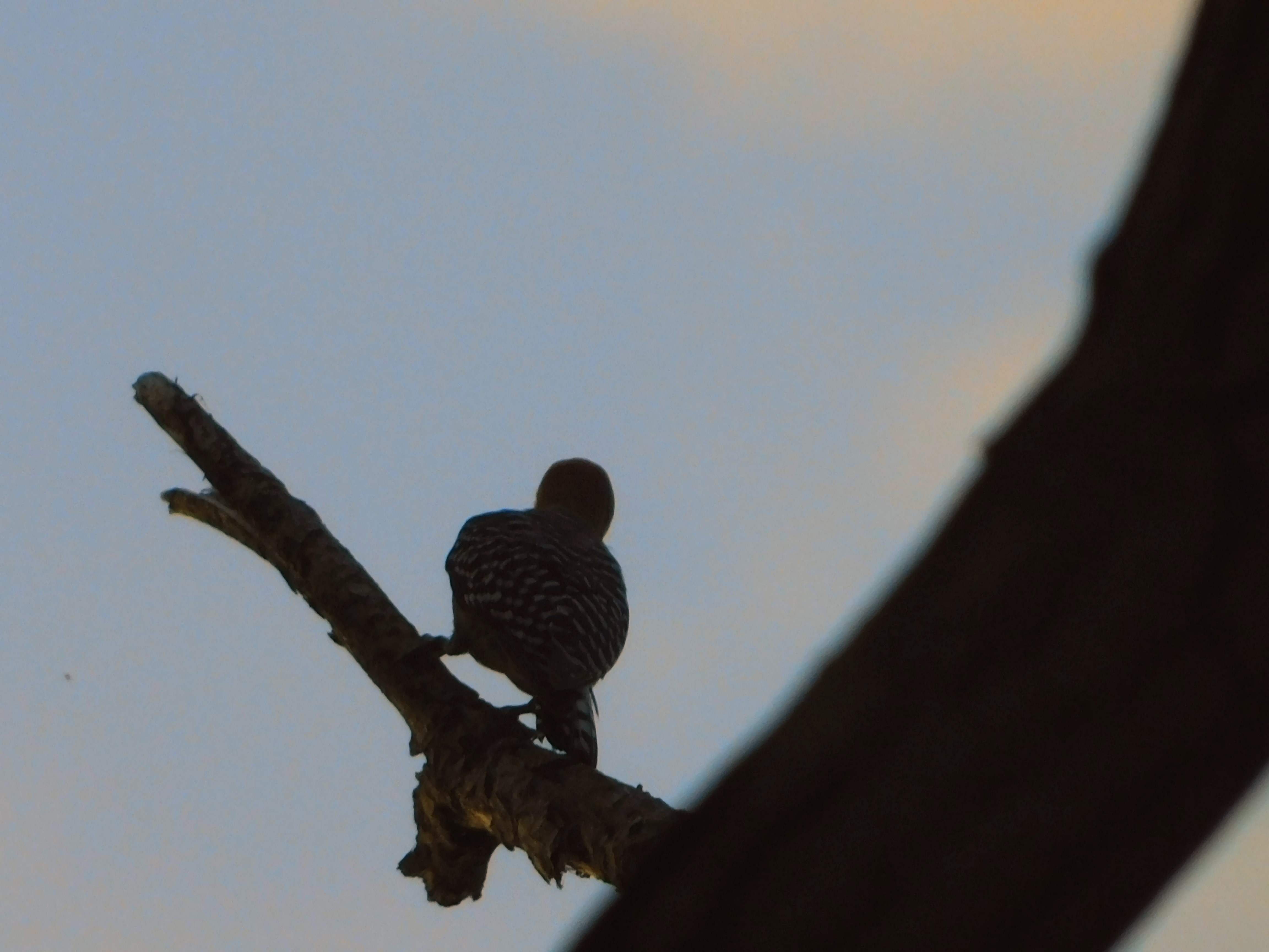 One day Birdwatching Tour