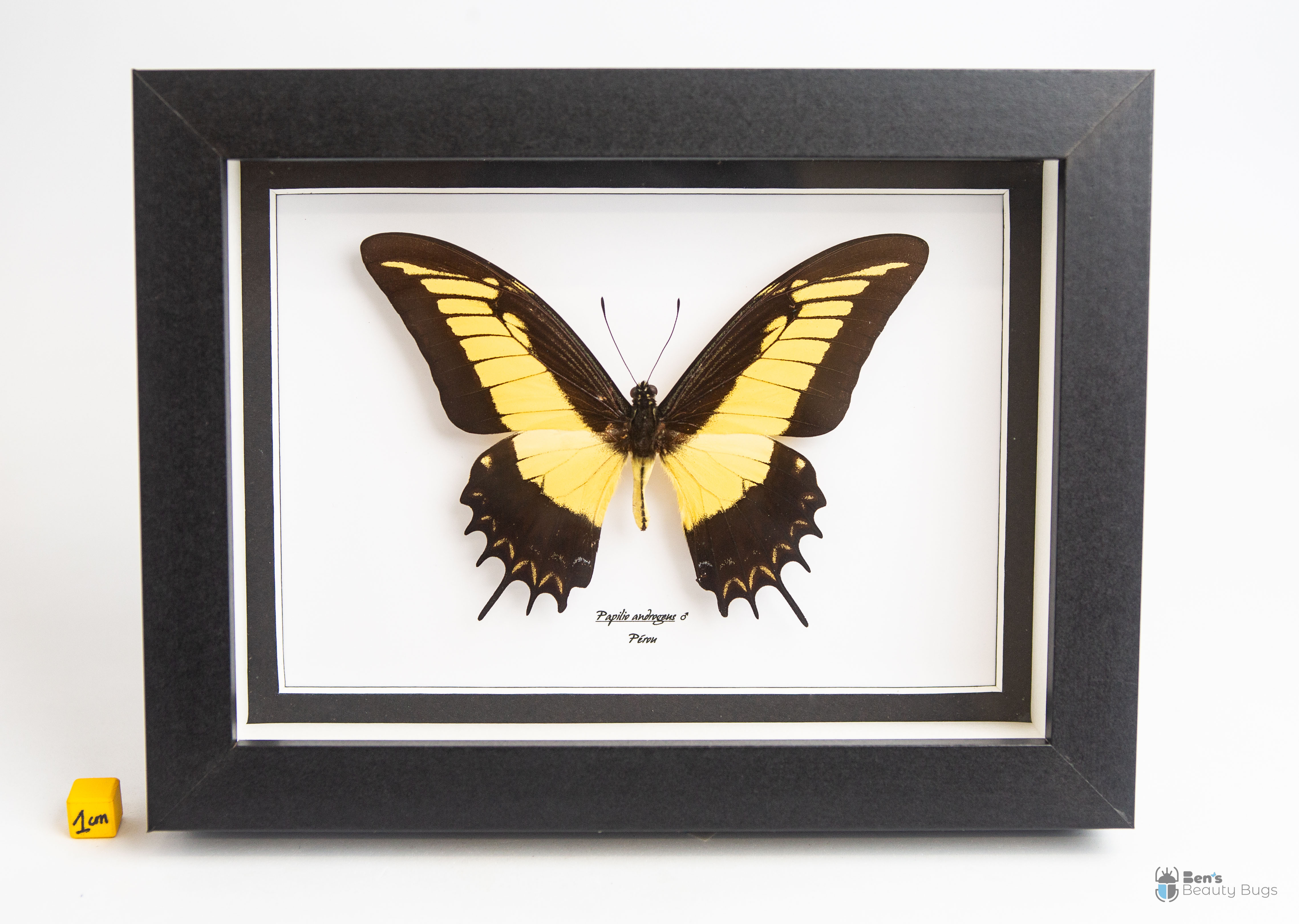 Papilio androgeus