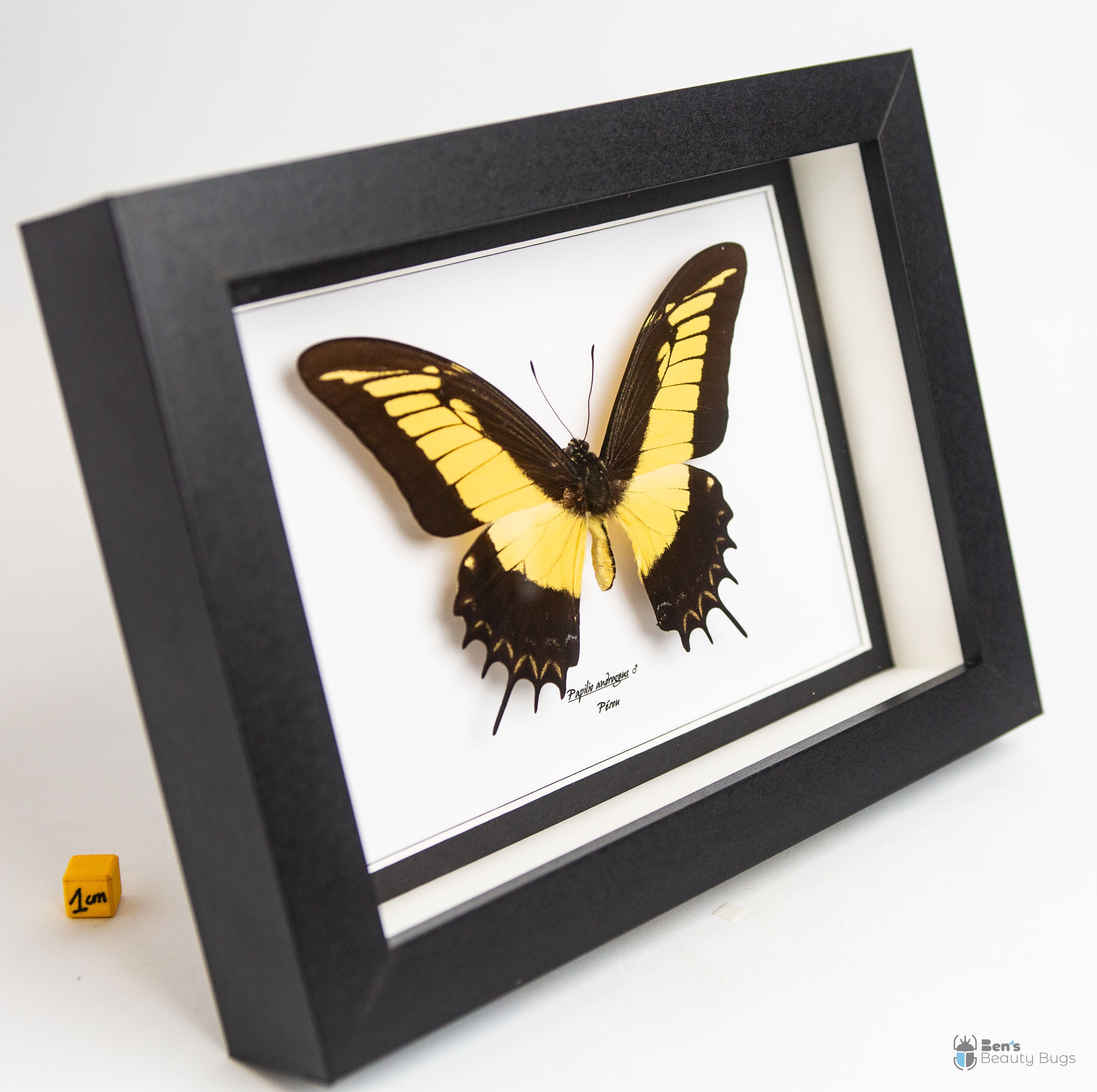 Papilio androgeus