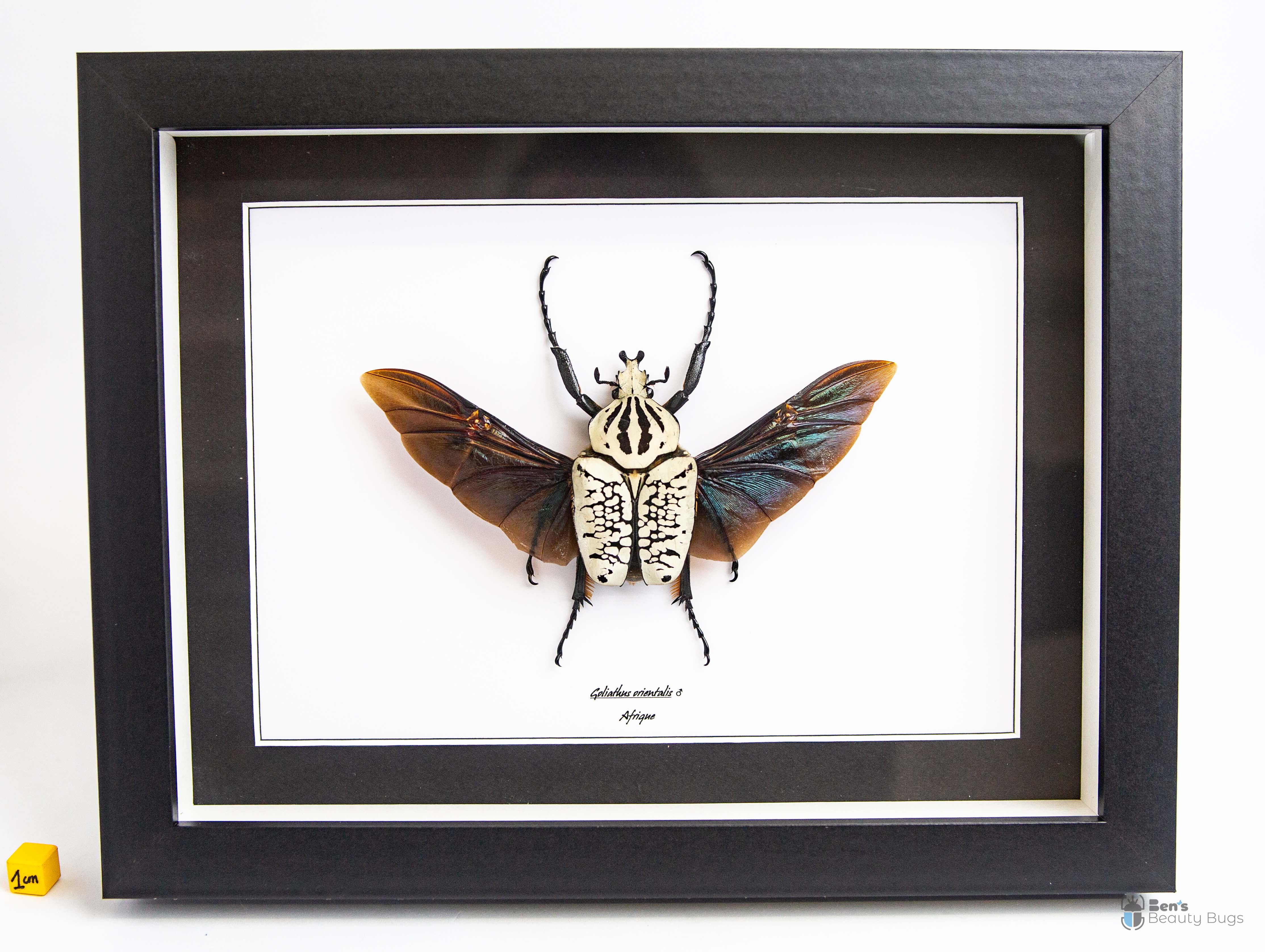 Goliathus orientalis