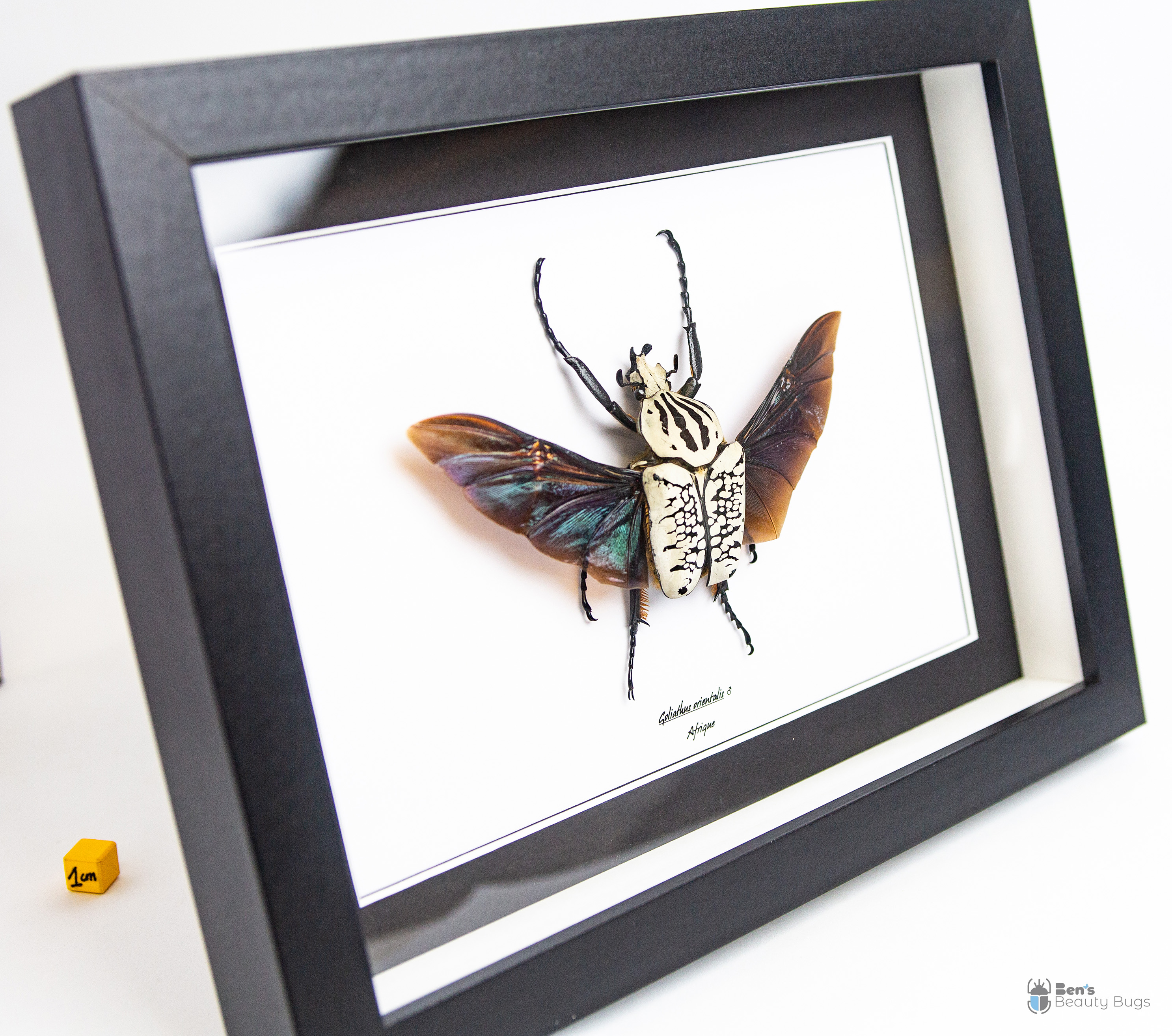 Goliathus orientalis