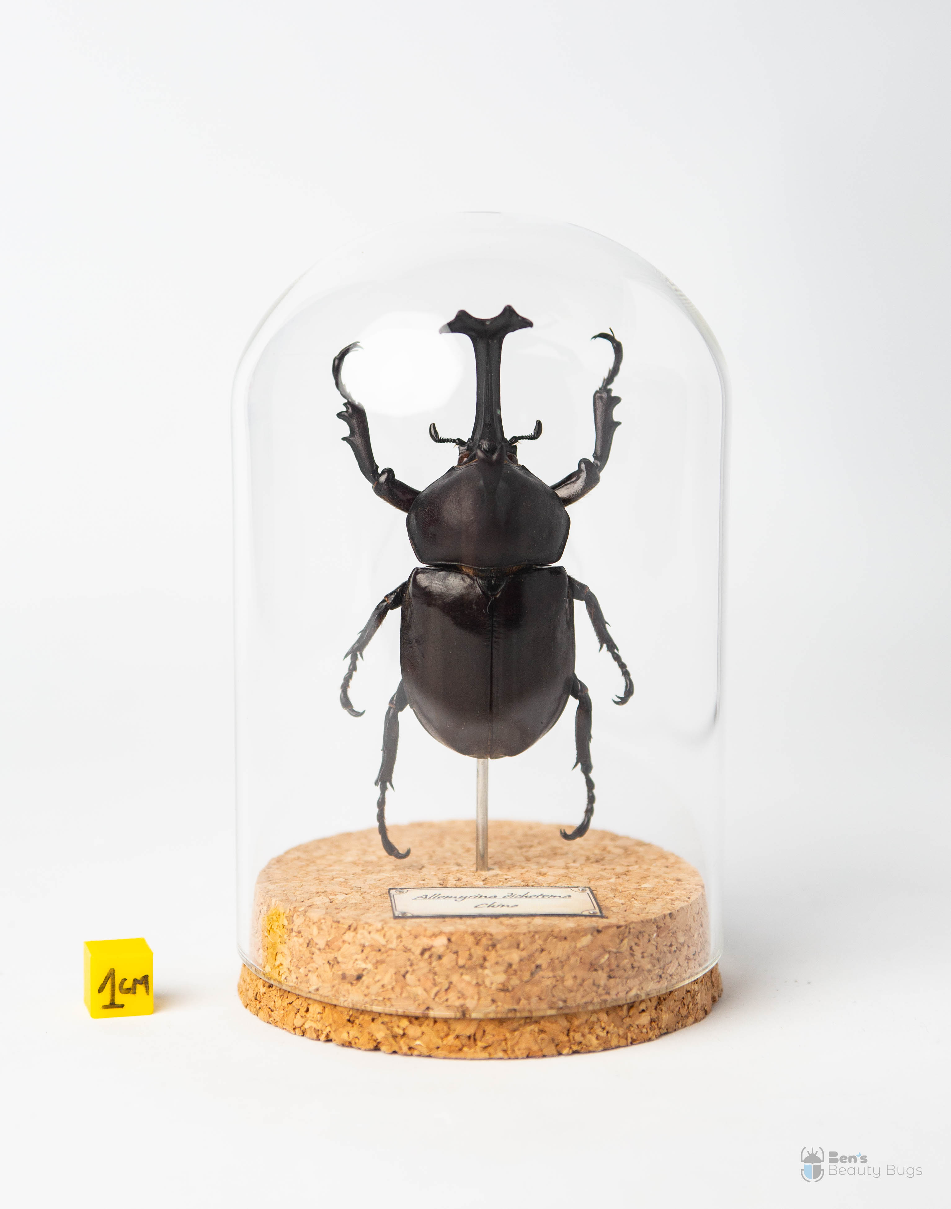 Allomyrina dichotoma