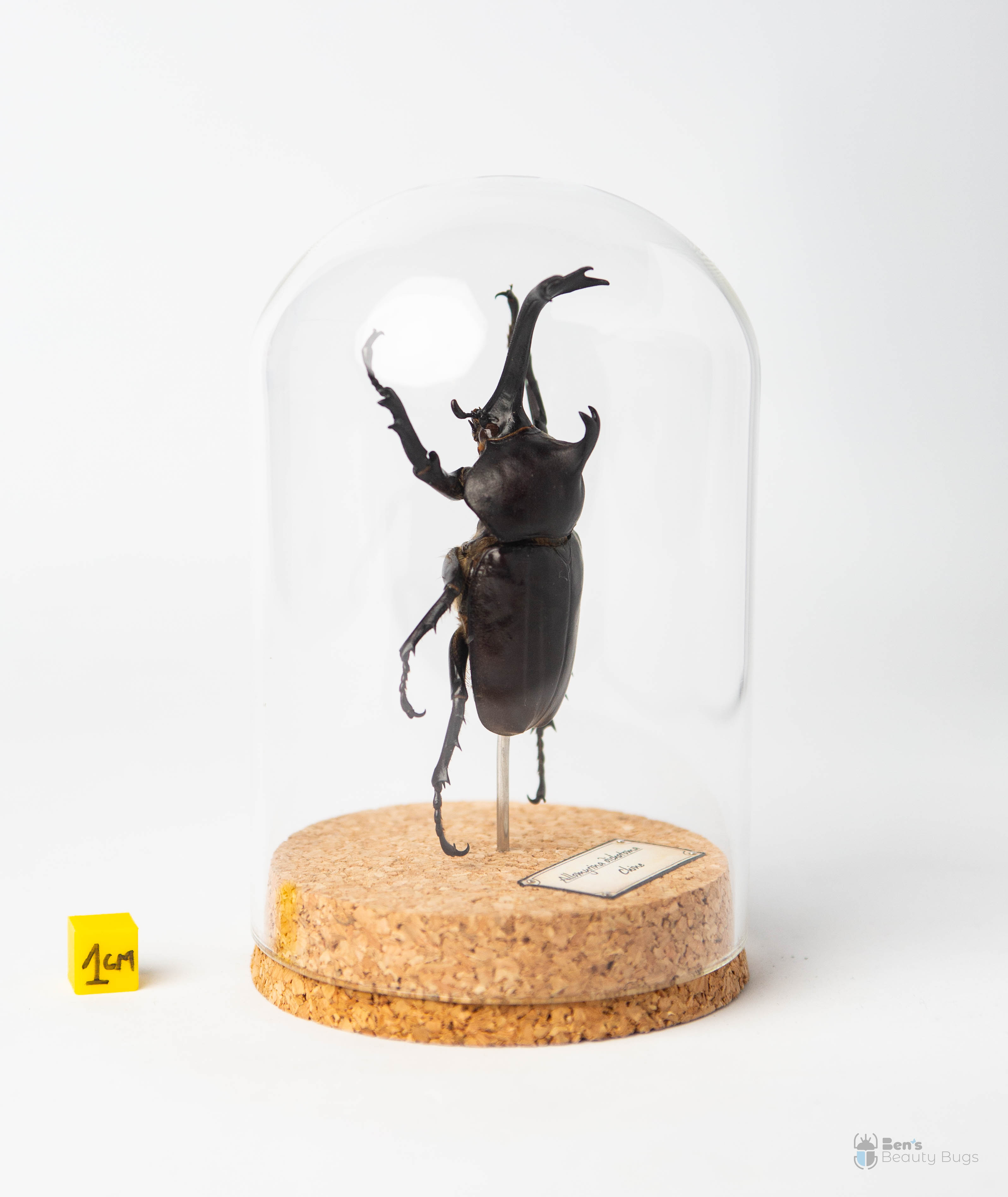 Allomyrina dichotoma