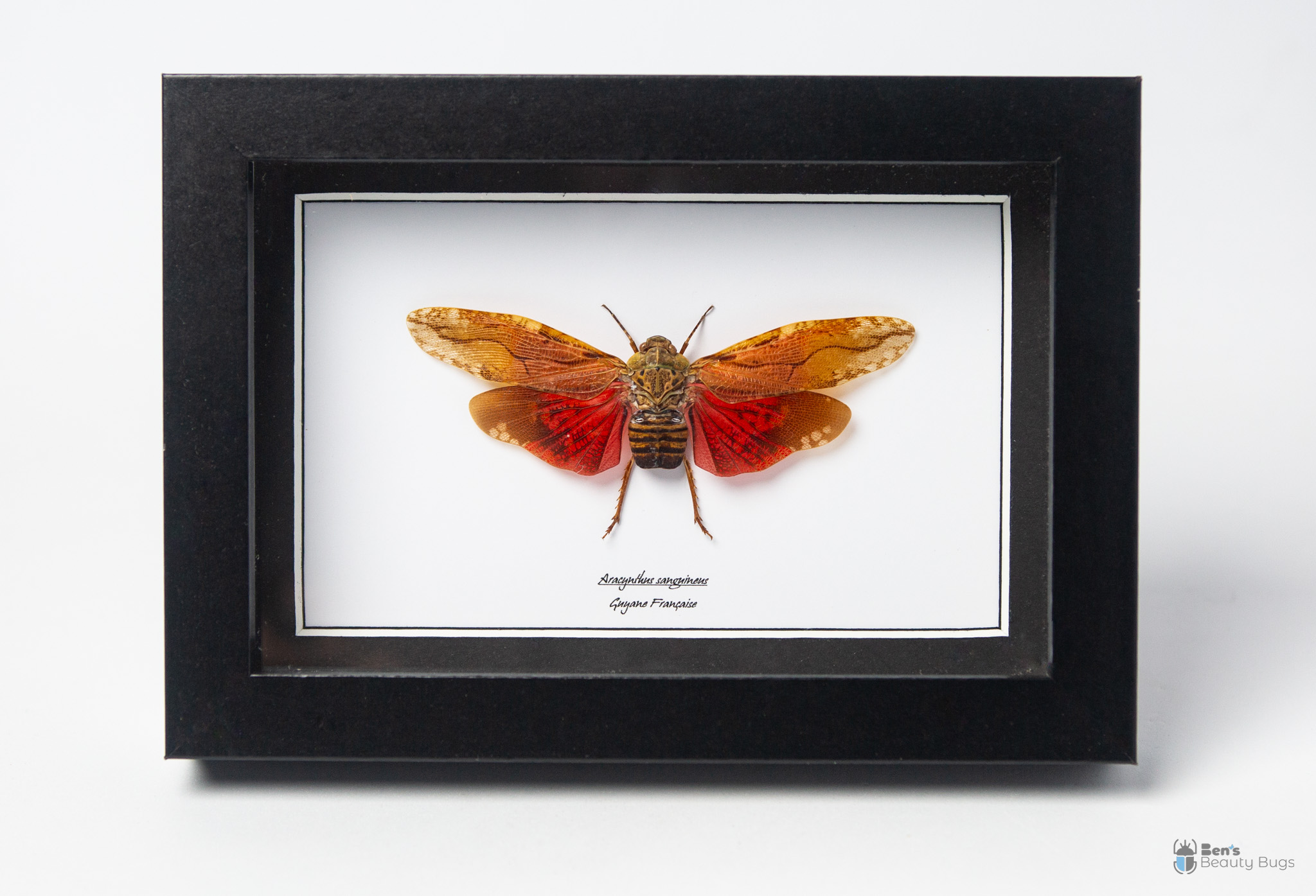 Aracynthus sanguineus