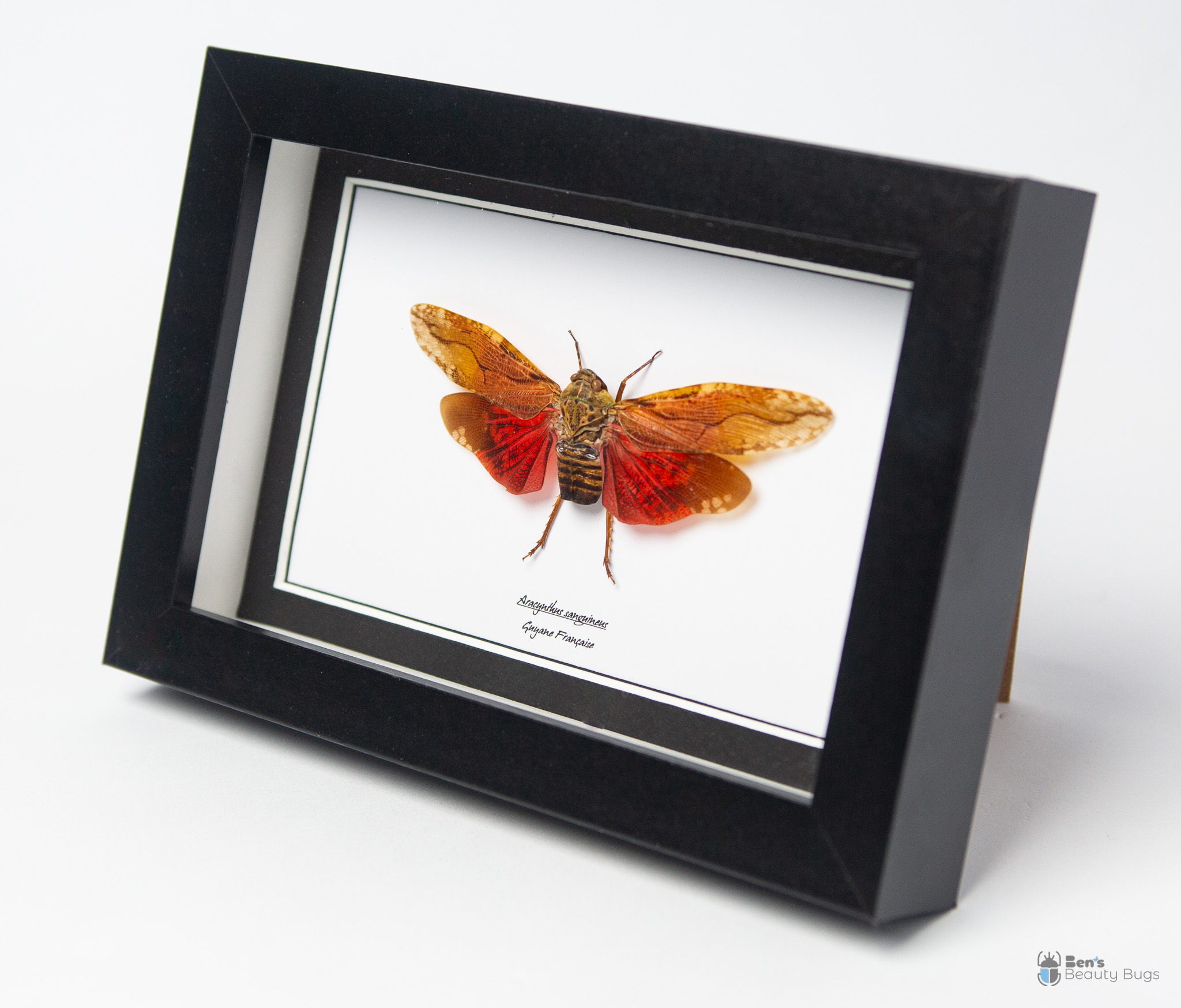 Aracynthus sanguineus