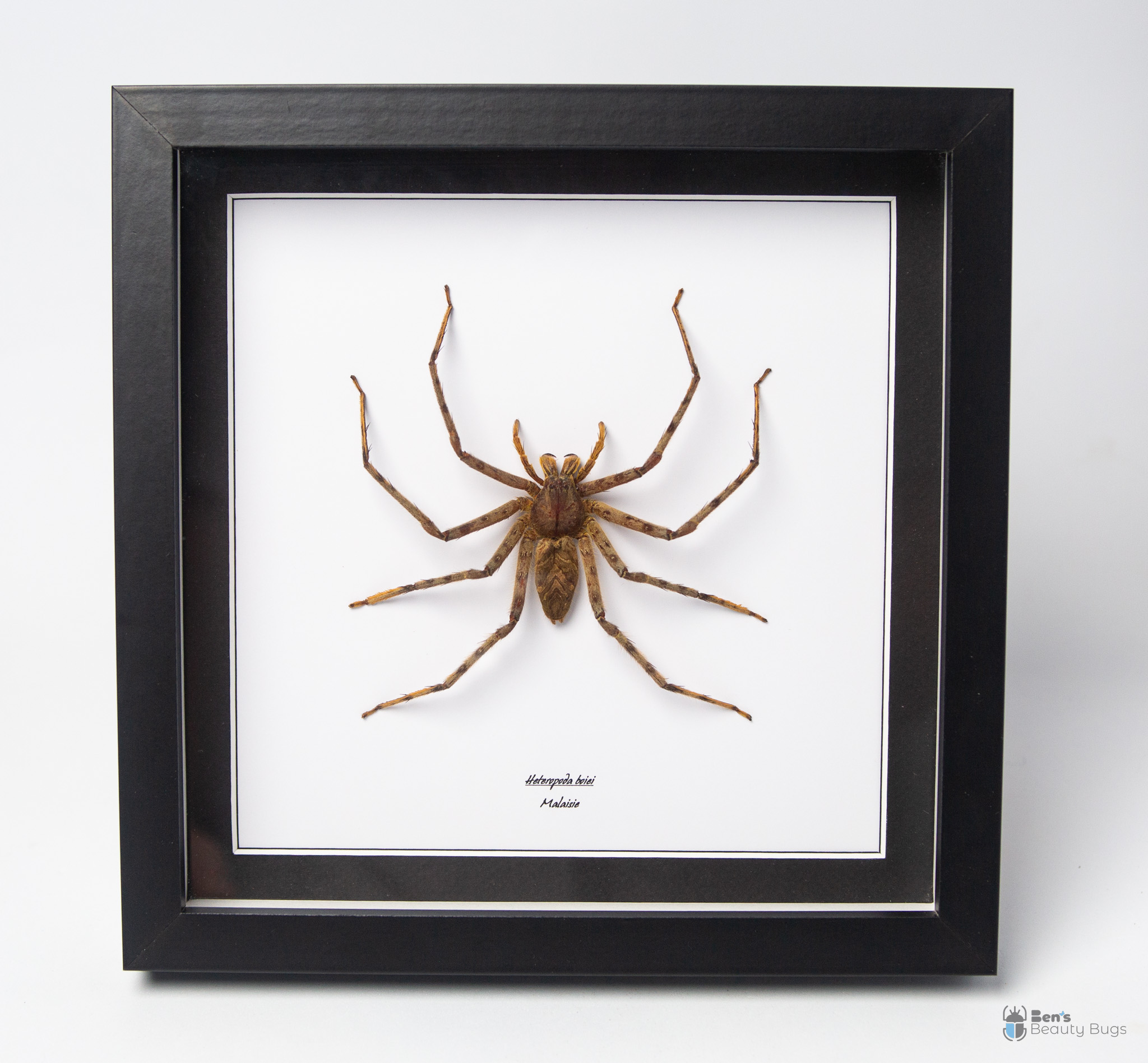 Heteropoda boiei (Femelle)