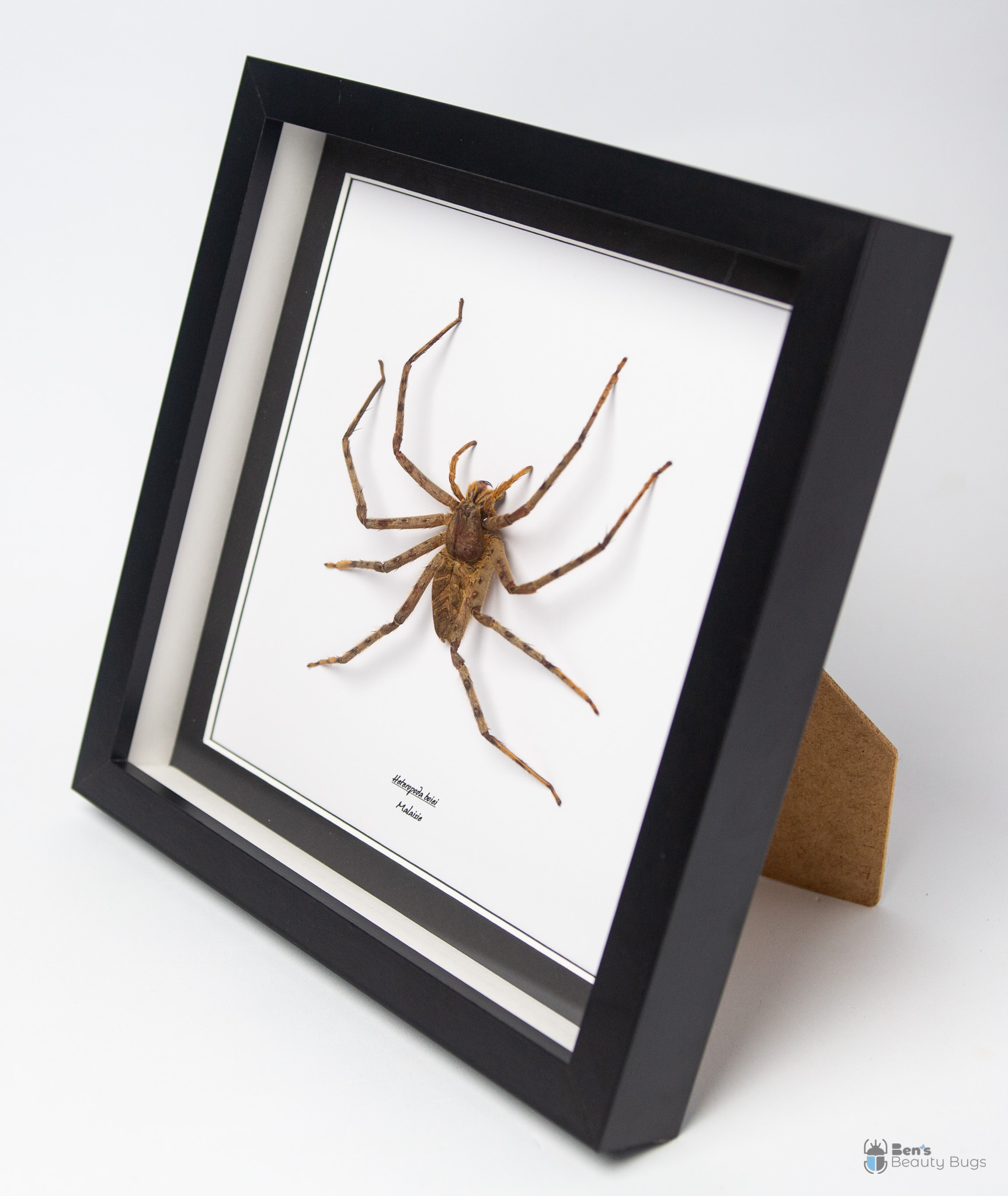 Heteropoda boiei (Femelle)