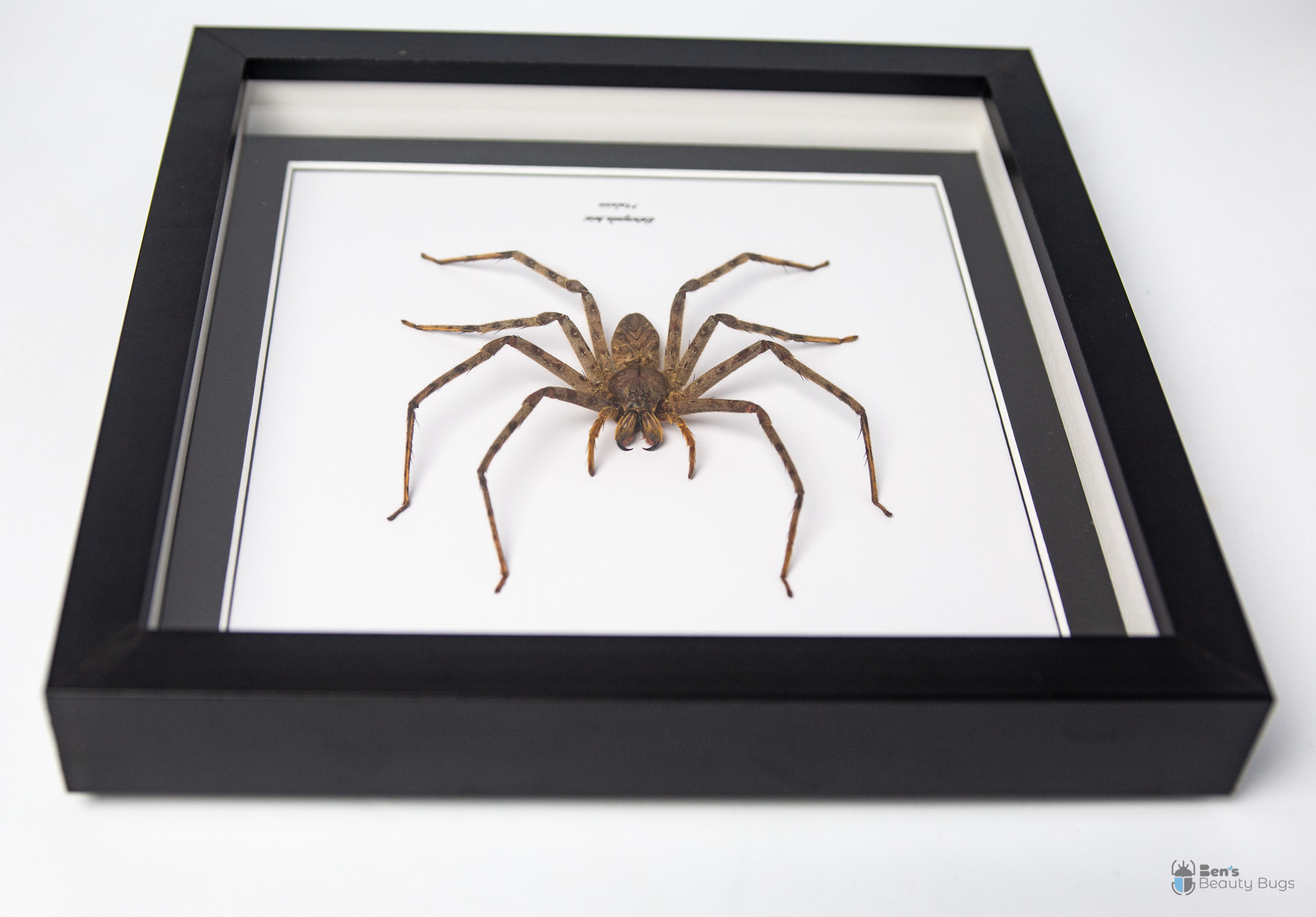 Heteropoda boiei (Femelle)