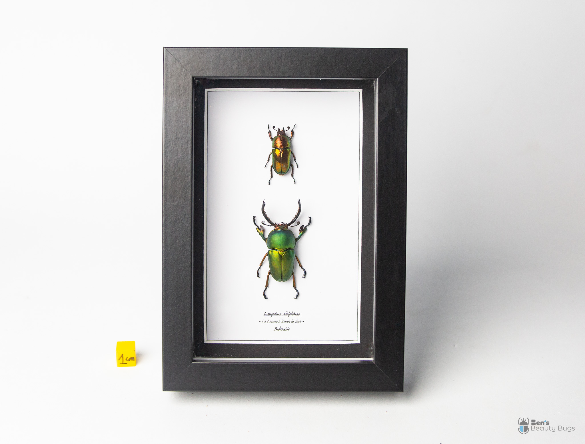 Lamprima adolphinae (couple)