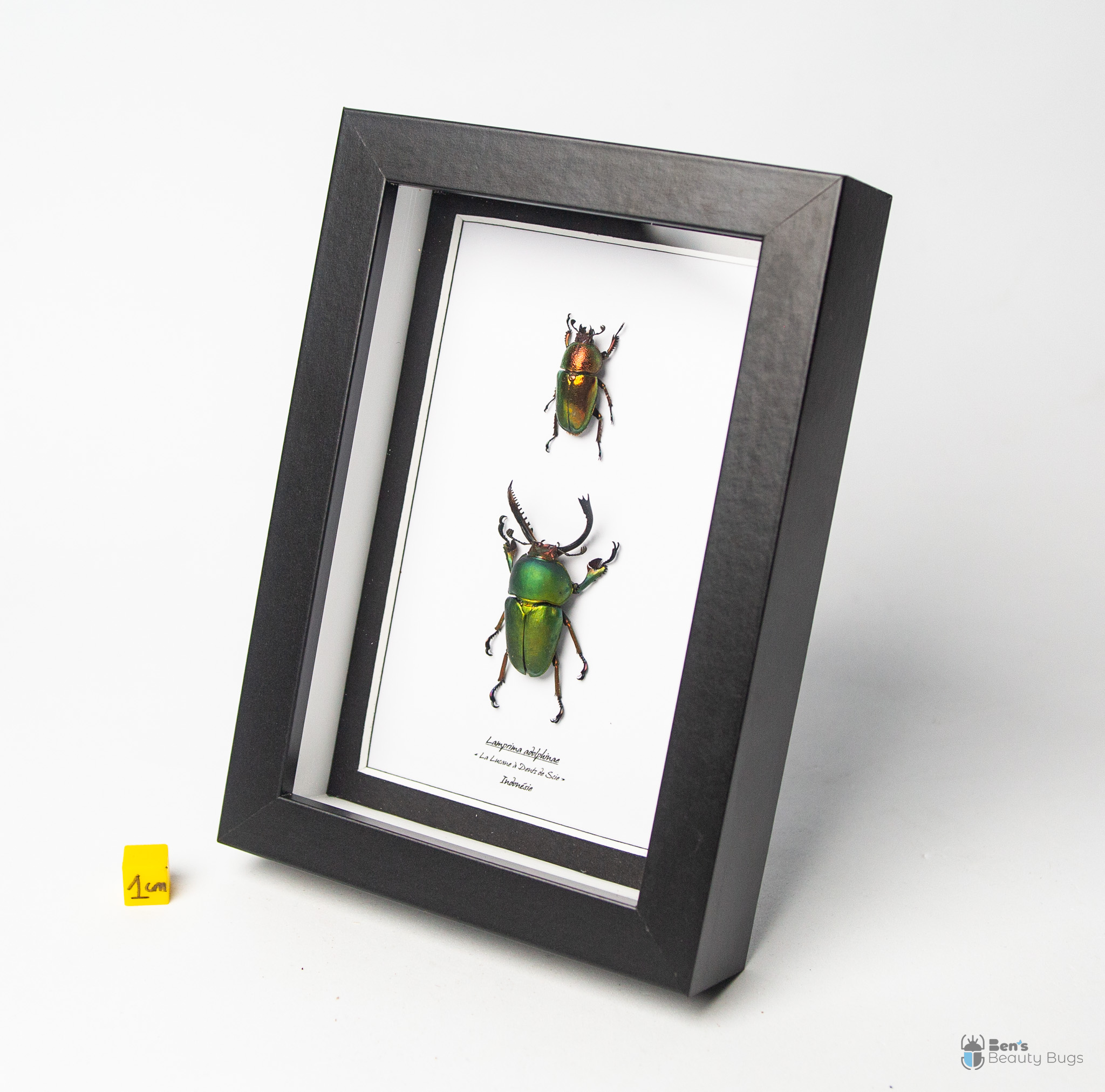 Lamprima adolphinae (couple)