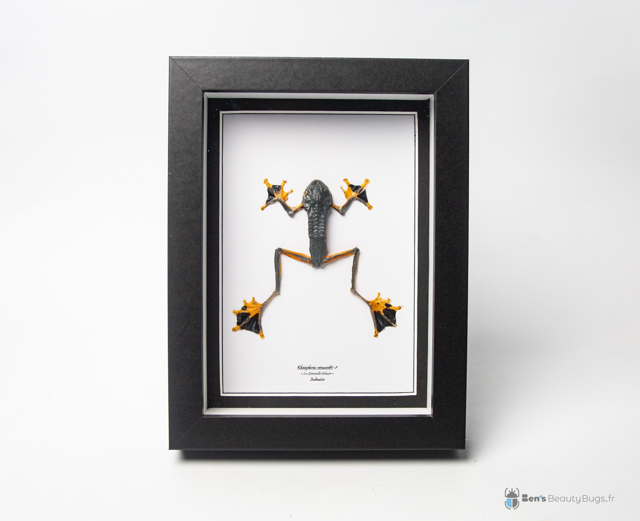 Rhacophorus reinwardtii