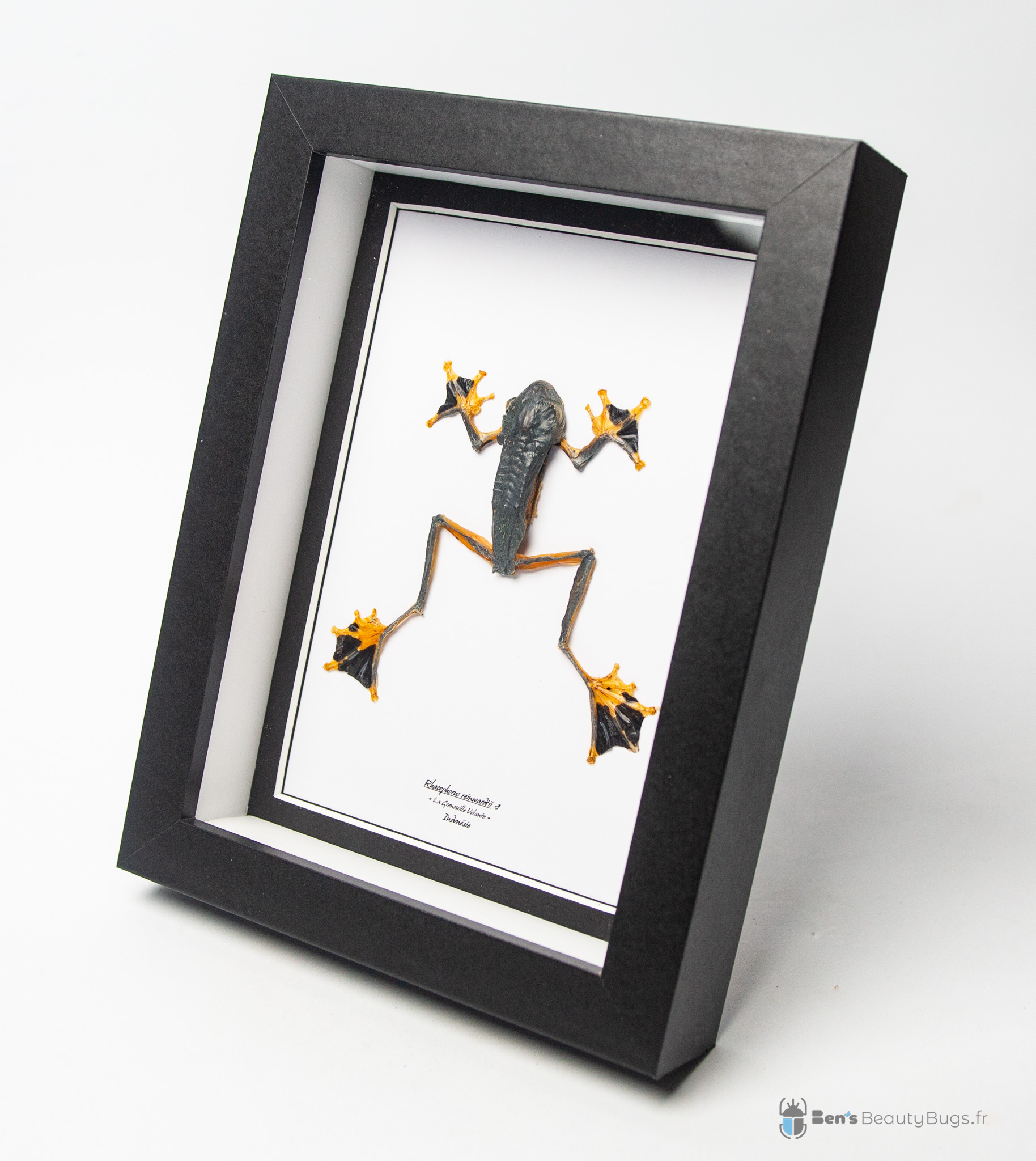 Rhacophorus reinwardtii