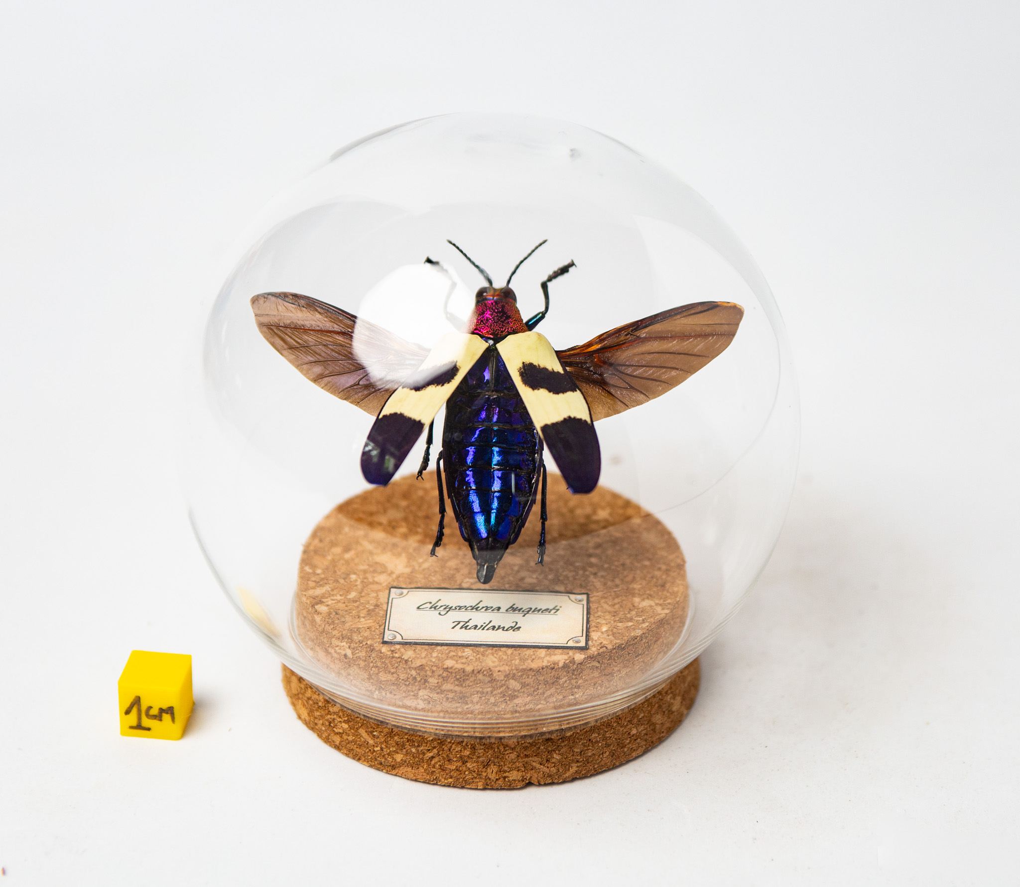 Chrysochroa buqueti rugicollis