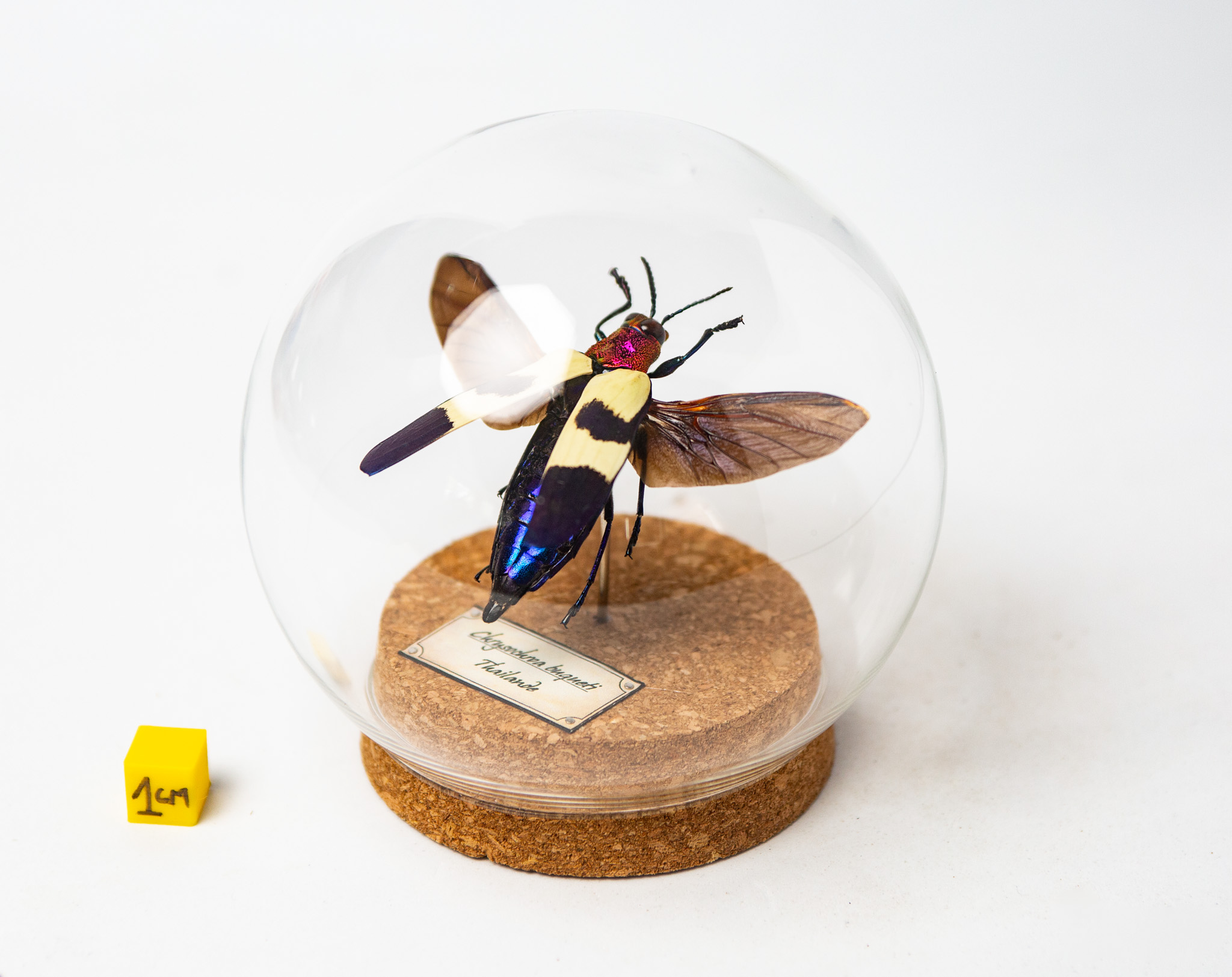 Chrysochroa buqueti rugicollis