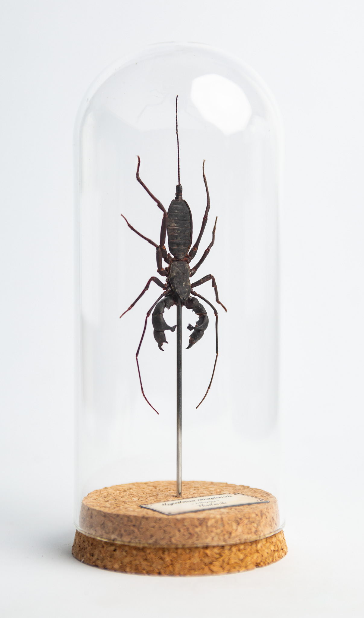 Hypoctonus rangunensis