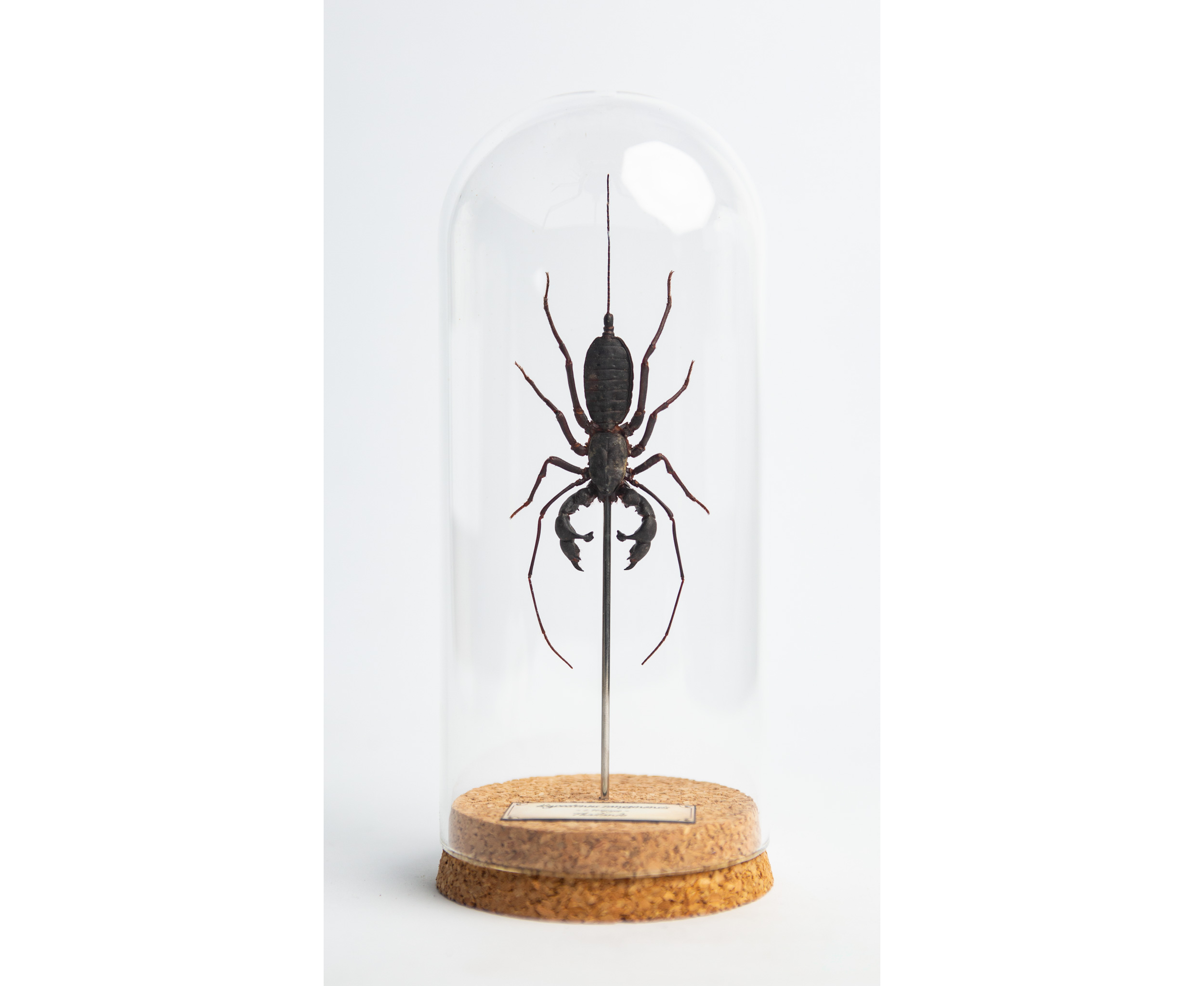 Hypoctonus rangunensis