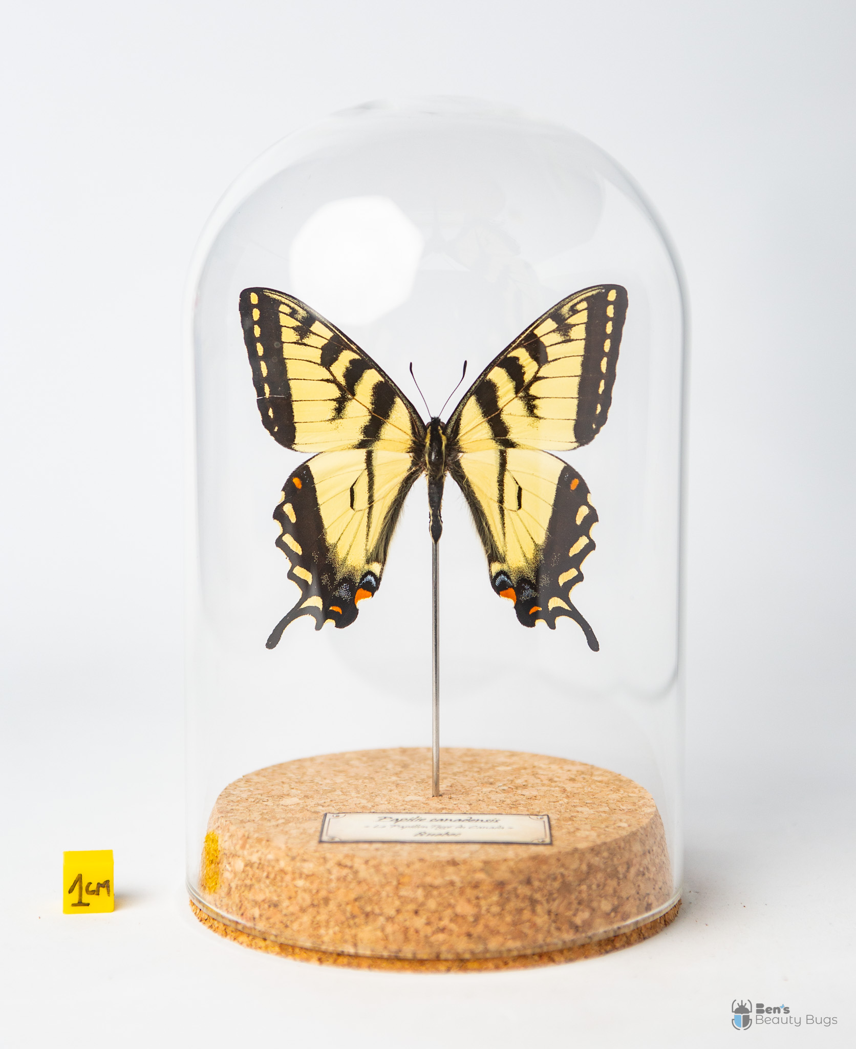 Papilio canadensis