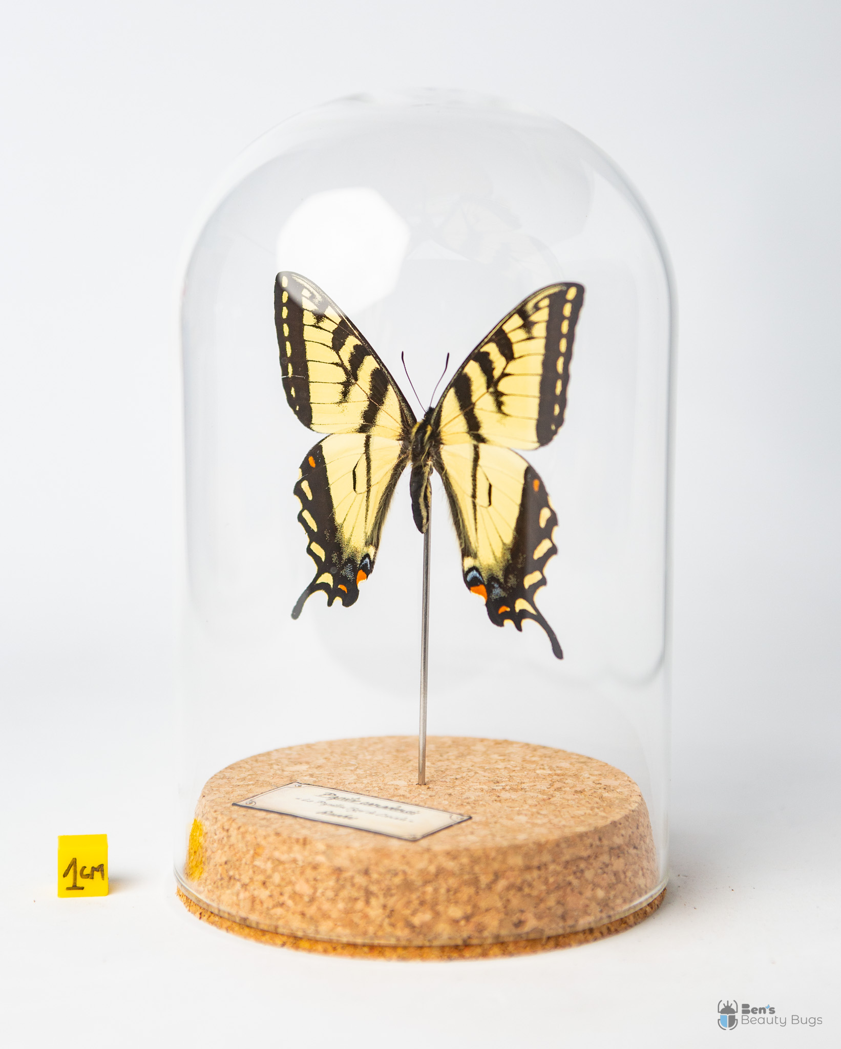 Papilio canadensis
