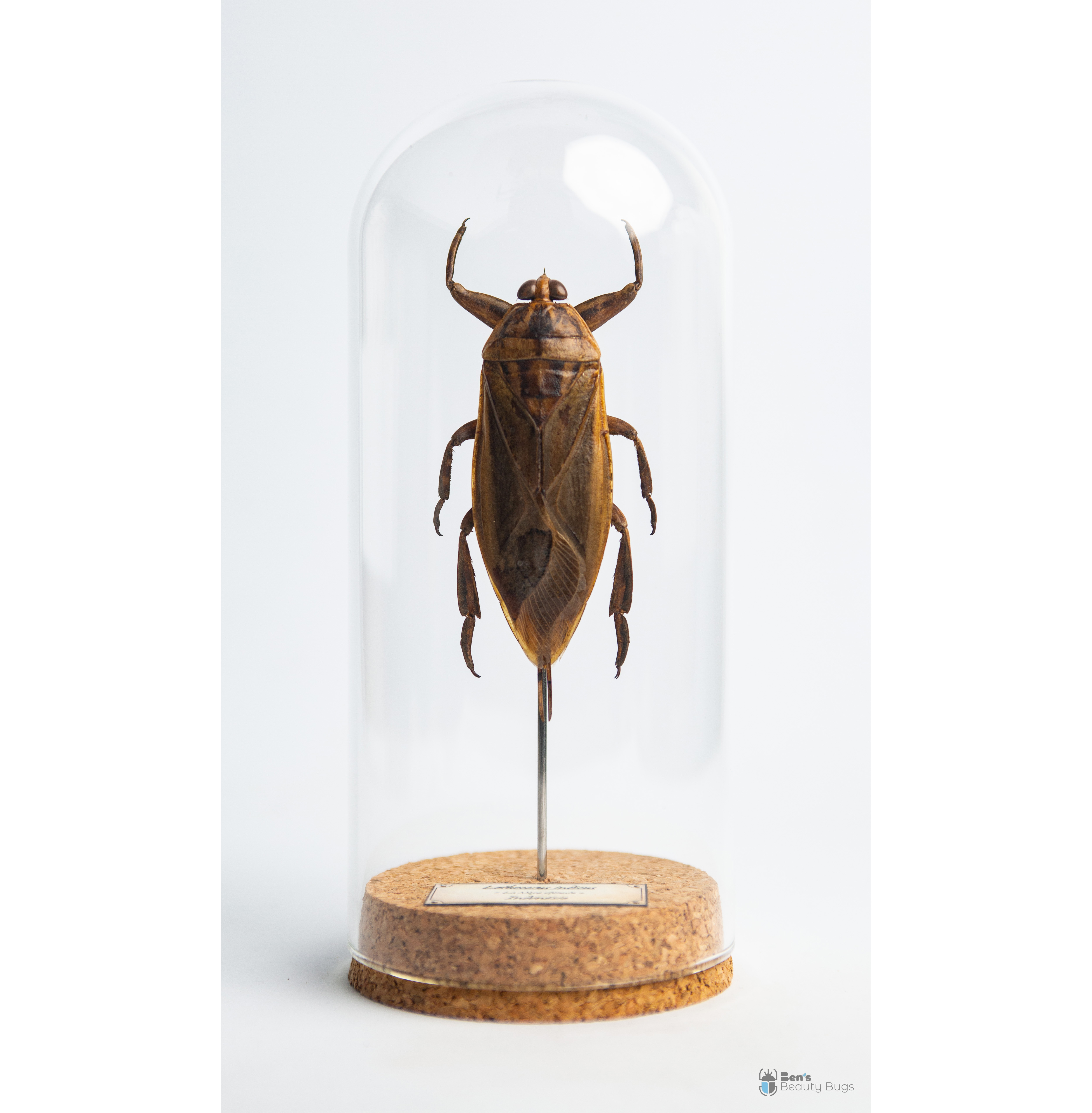 Lethocerus indicus