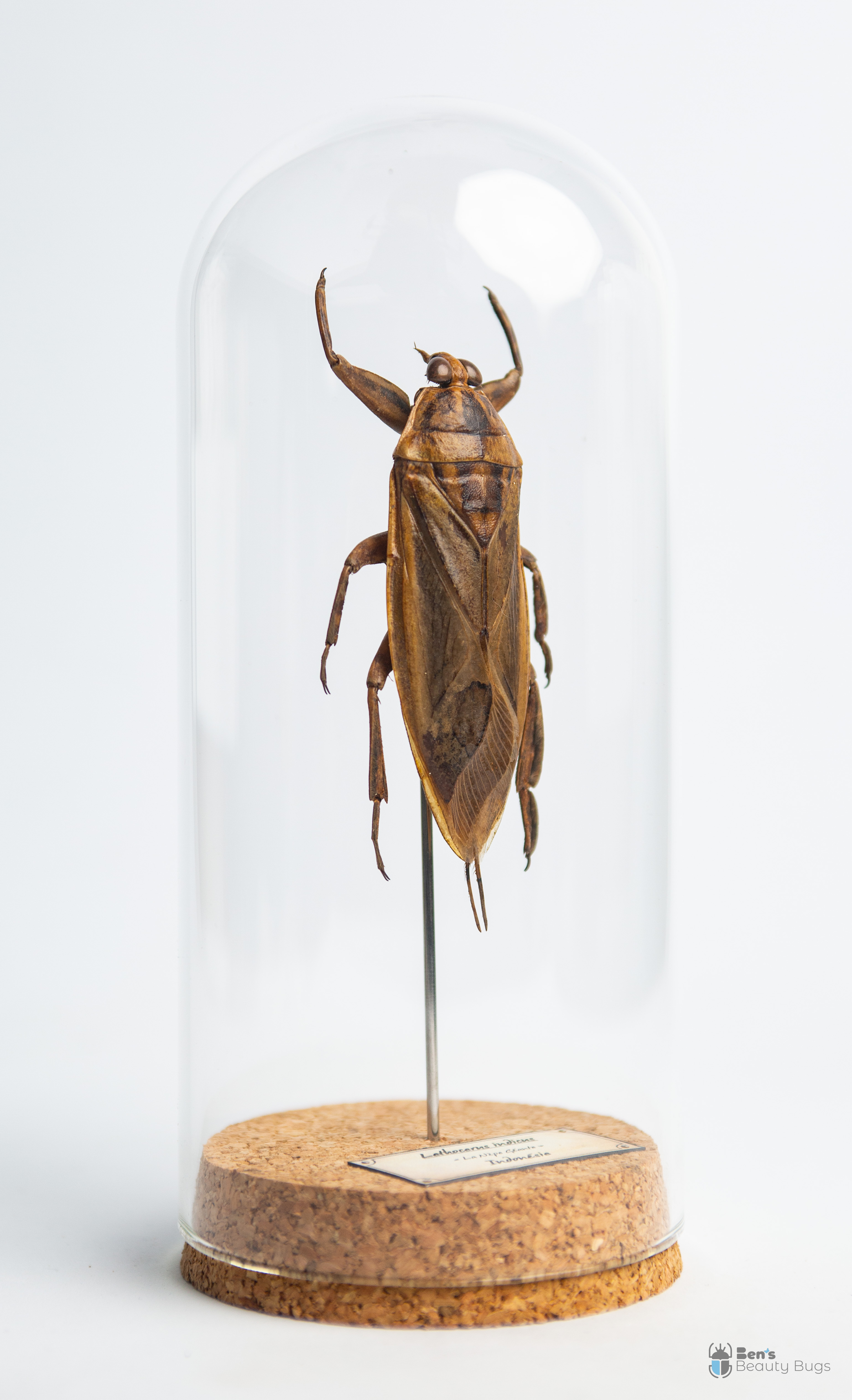 Lethocerus indicus