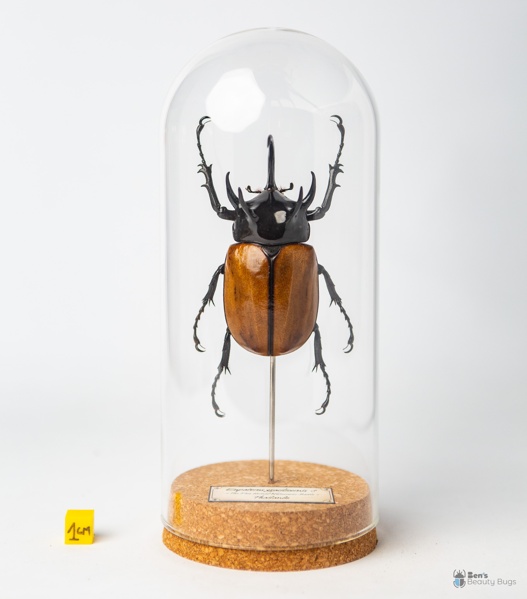 Eupatorus gracilicornis