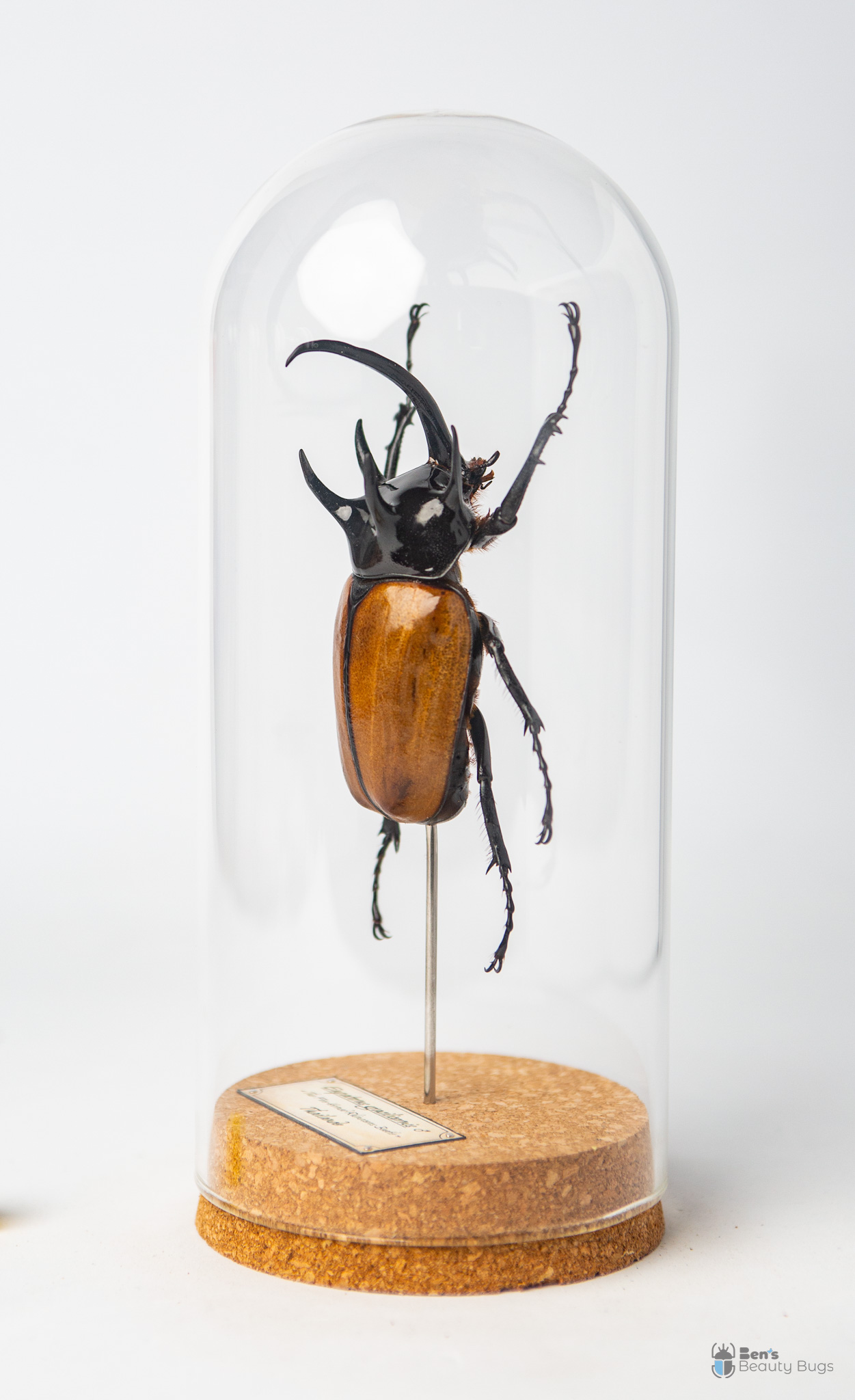 Eupatorus gracilicornis