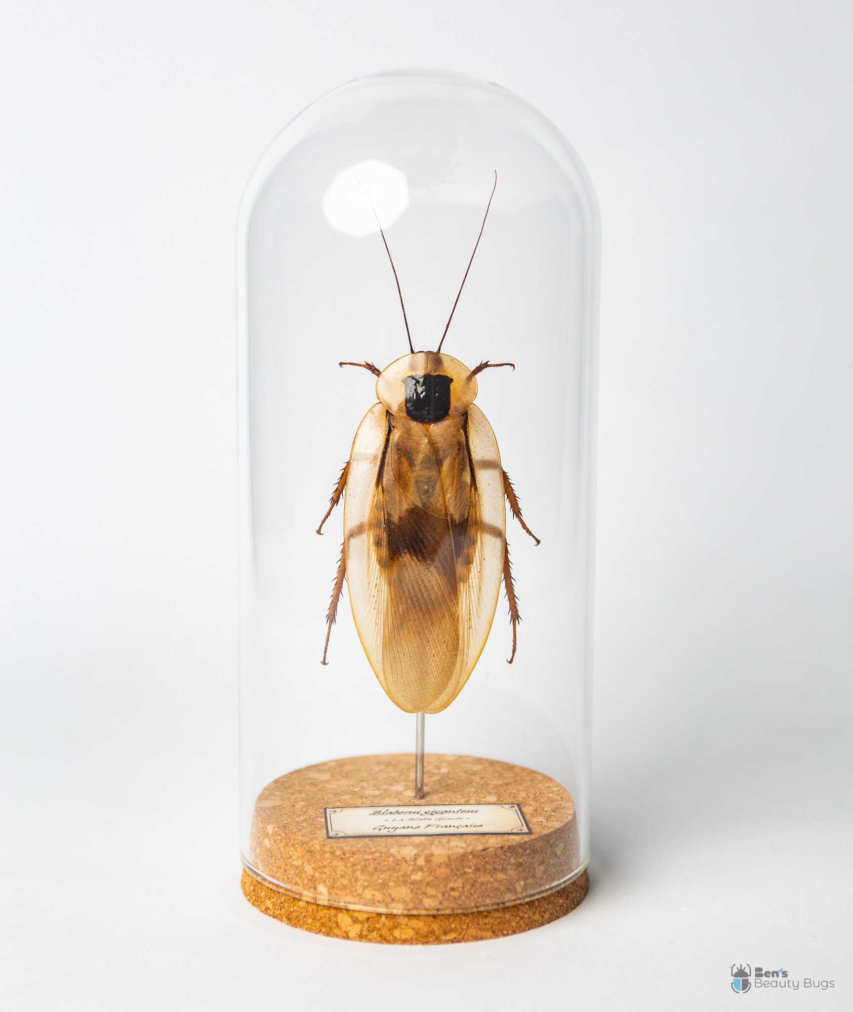 Blaberus giganteus