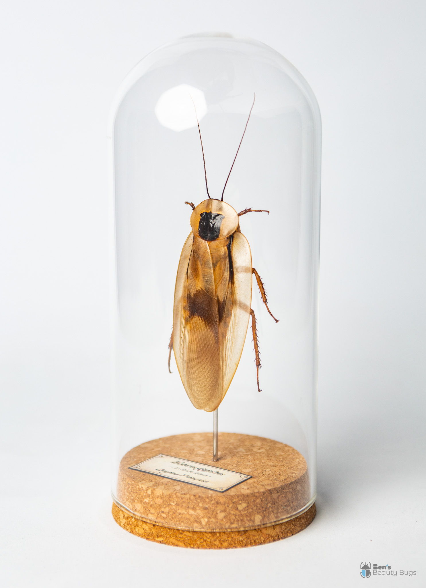 Blaberus giganteus