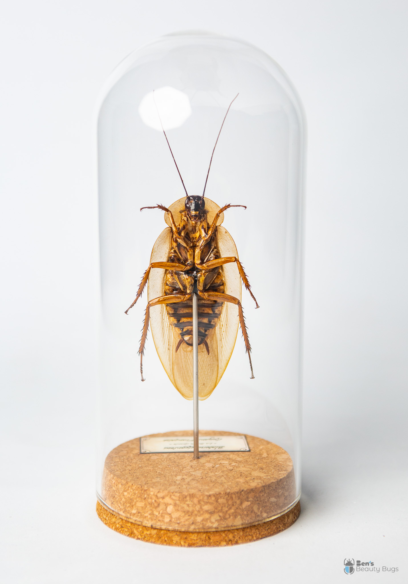 Blaberus giganteus