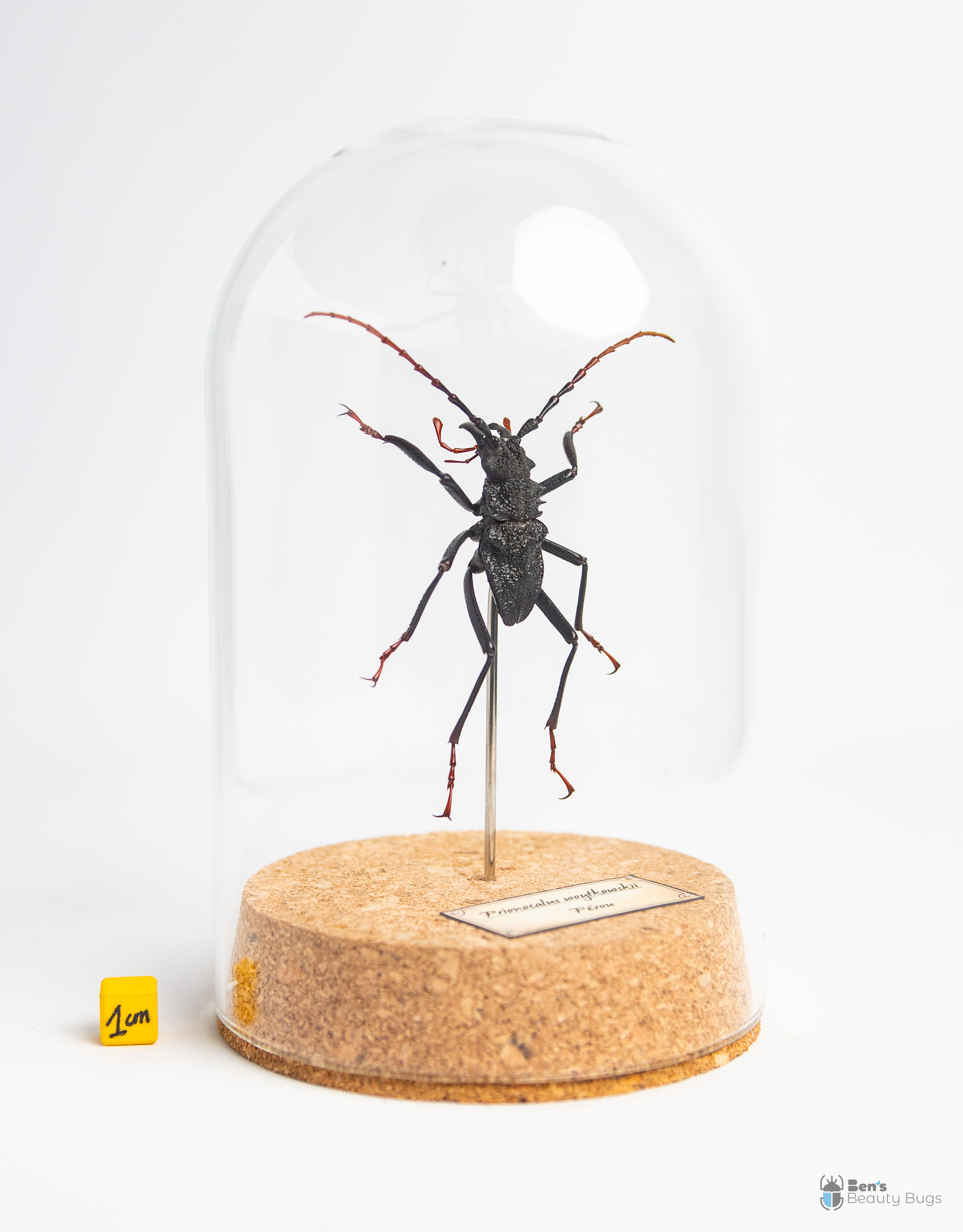 Prionocalus woytkowskii