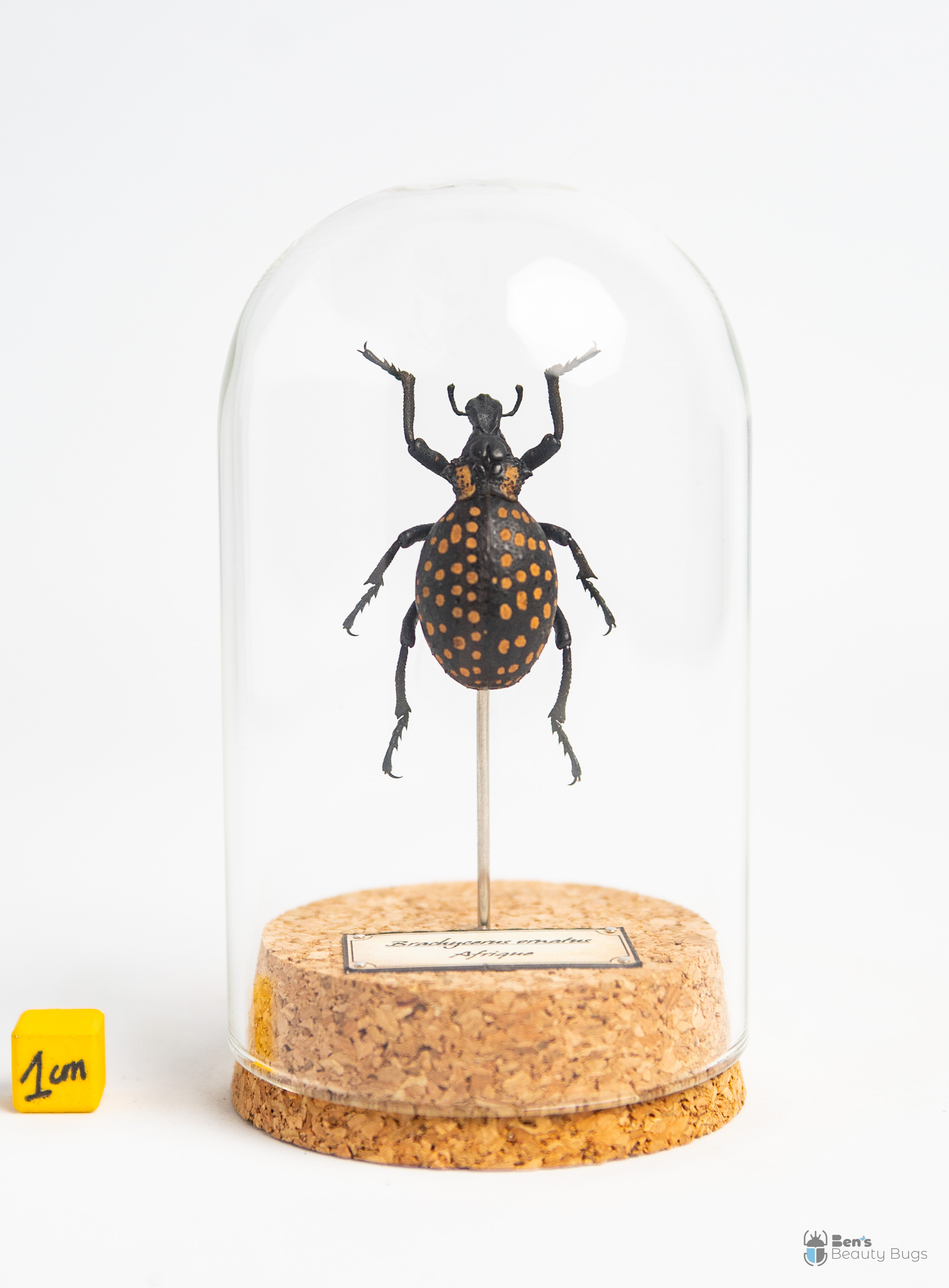 Brachycerus ornatus
