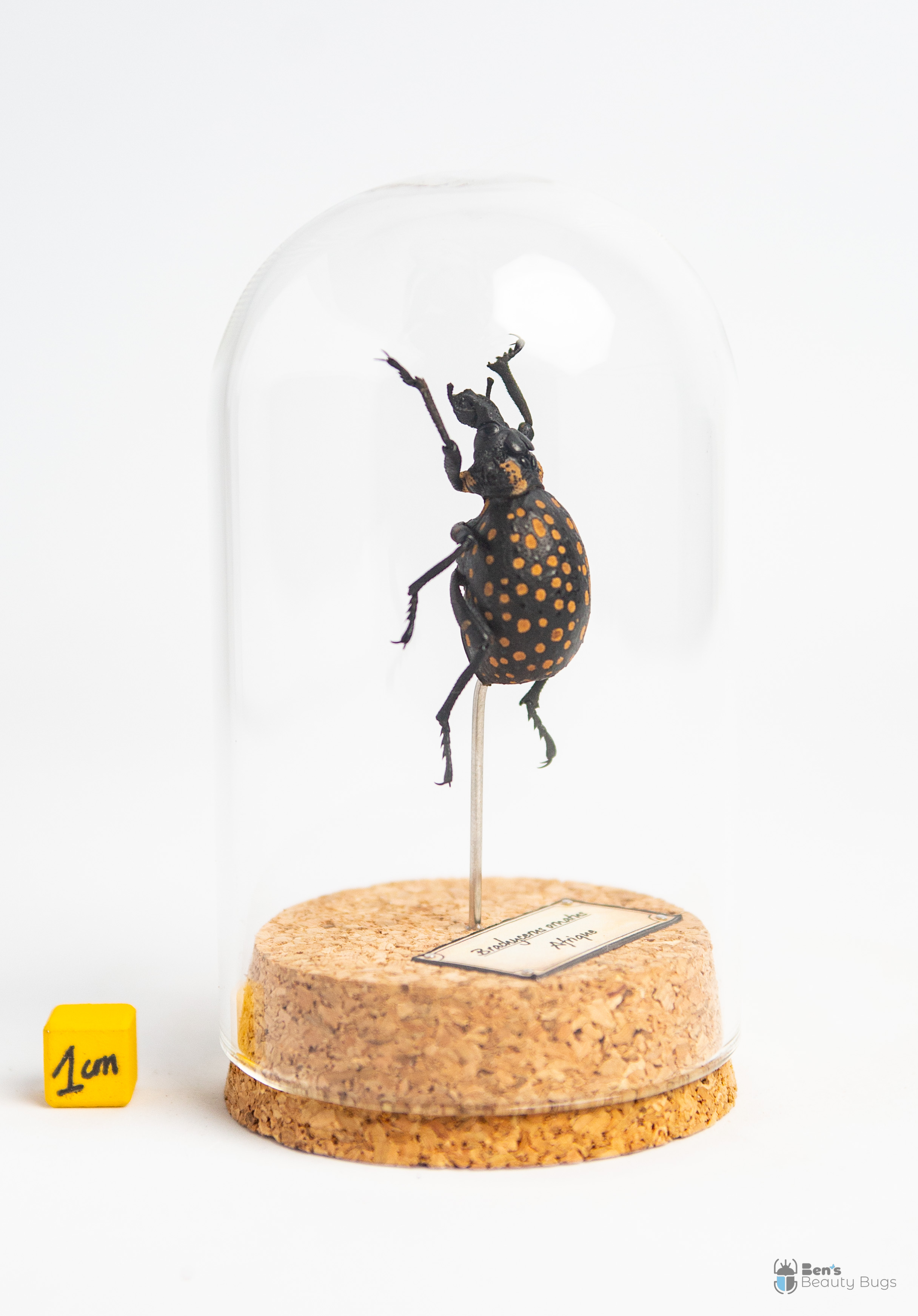 Brachycerus ornatus